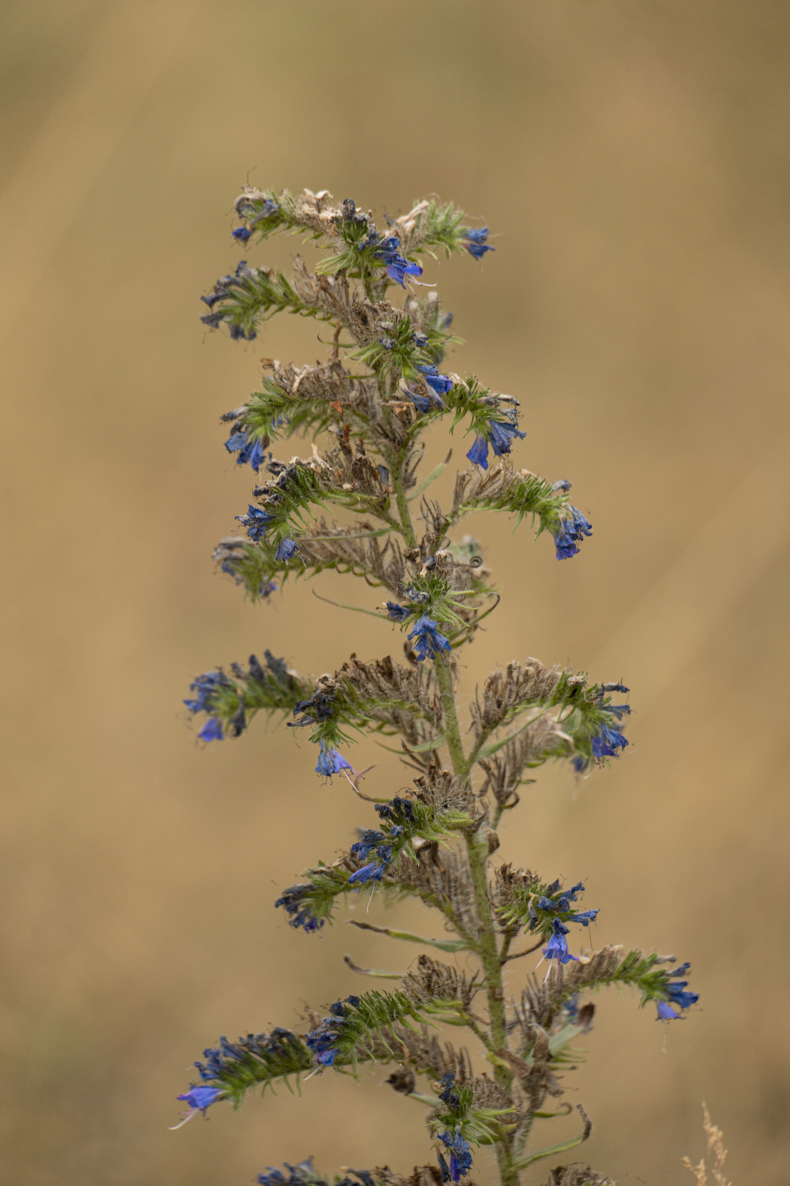 Flora. Evgeny Ignatik — street photographer | portraits