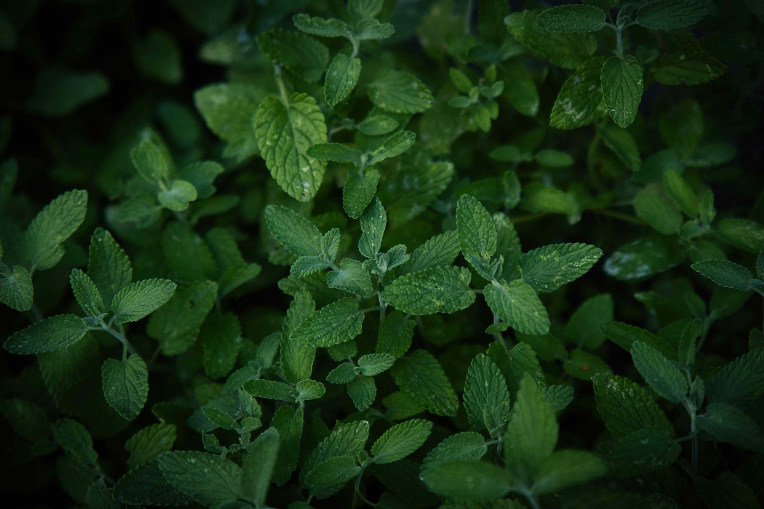 Flora. Evgeny Ignatik — street photographer | portraits