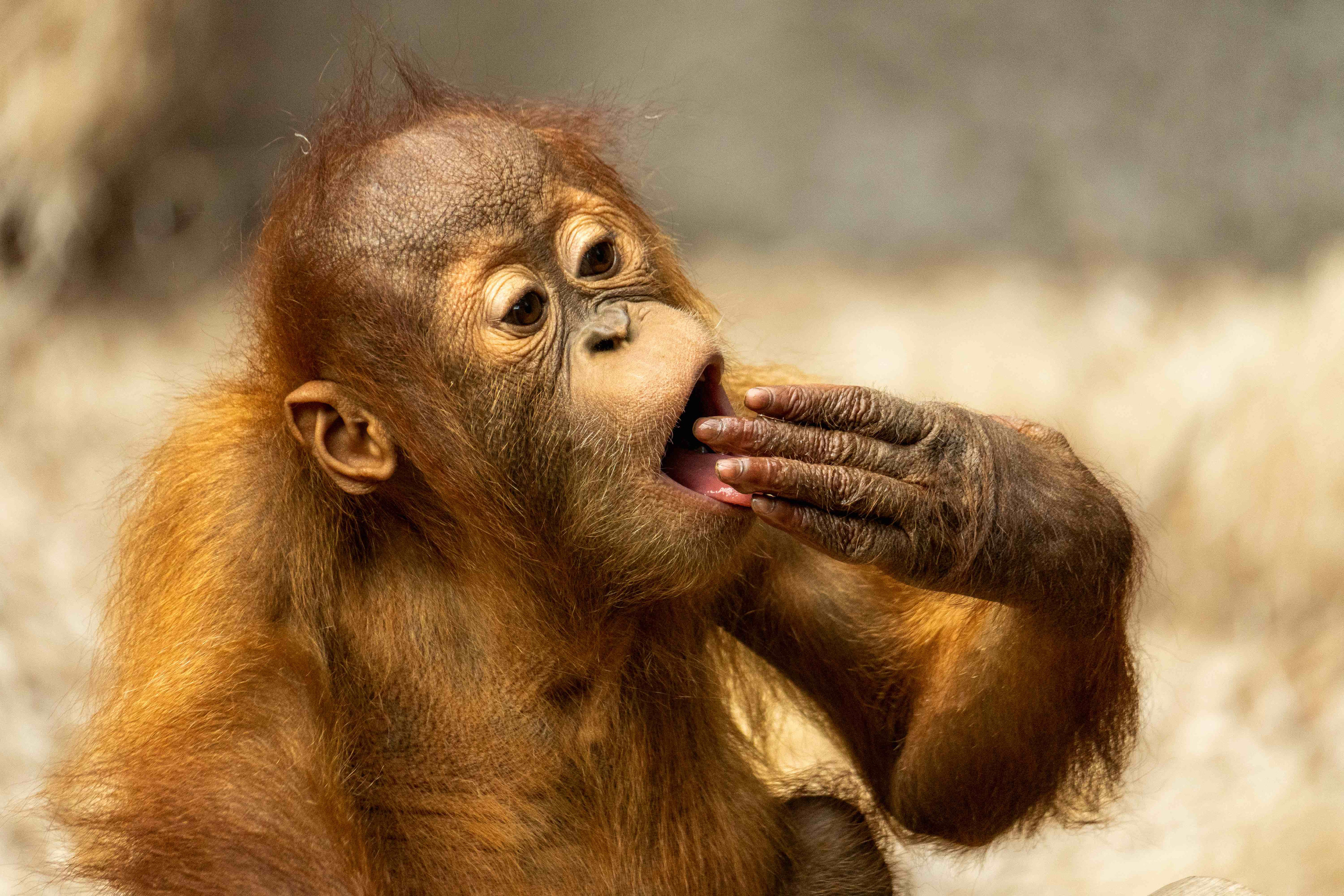 Animals. Evgeny Ignatik — street photographer | portraits