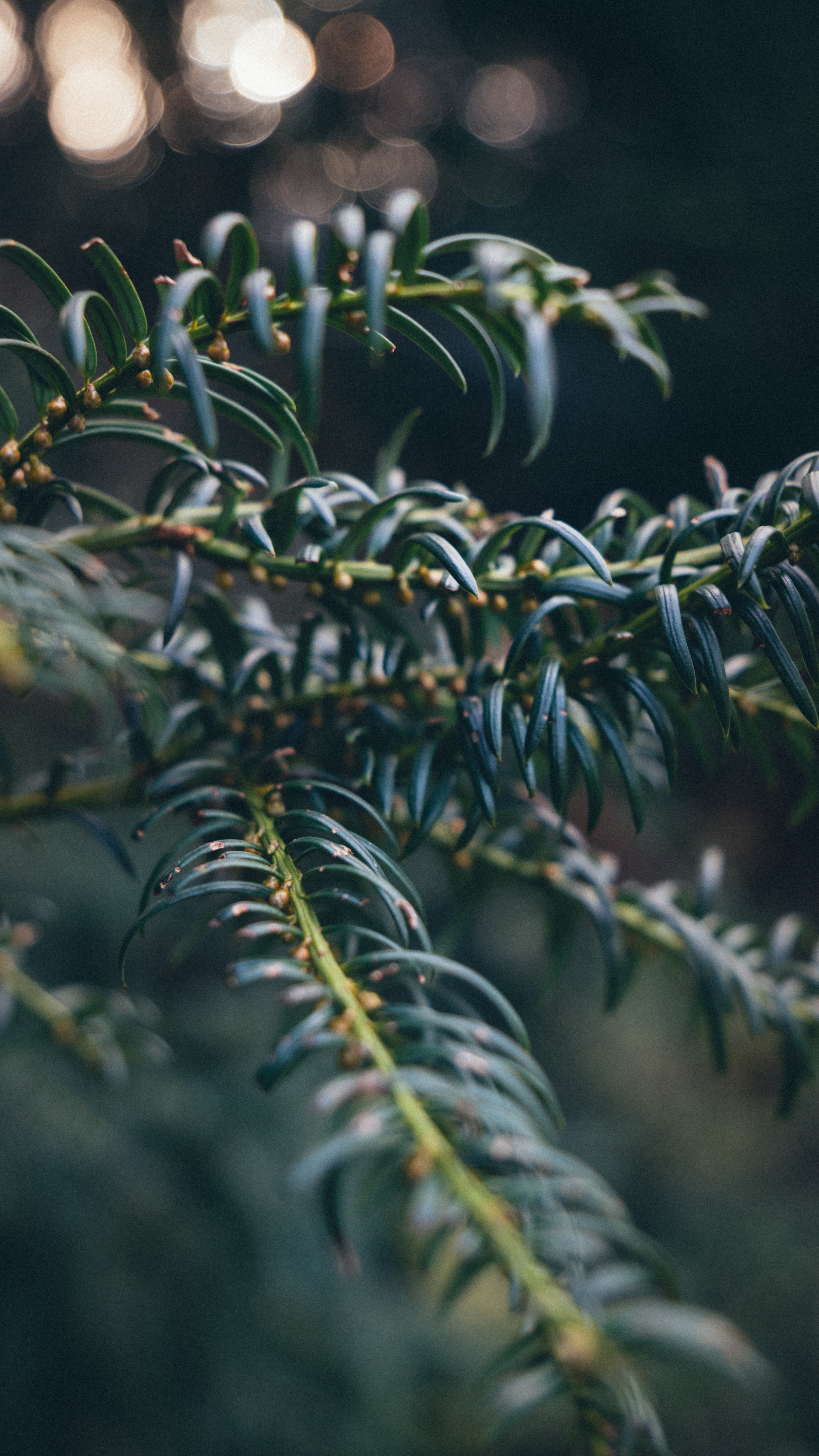 Flora. Evgeny Ignatik — street photographer | portraits