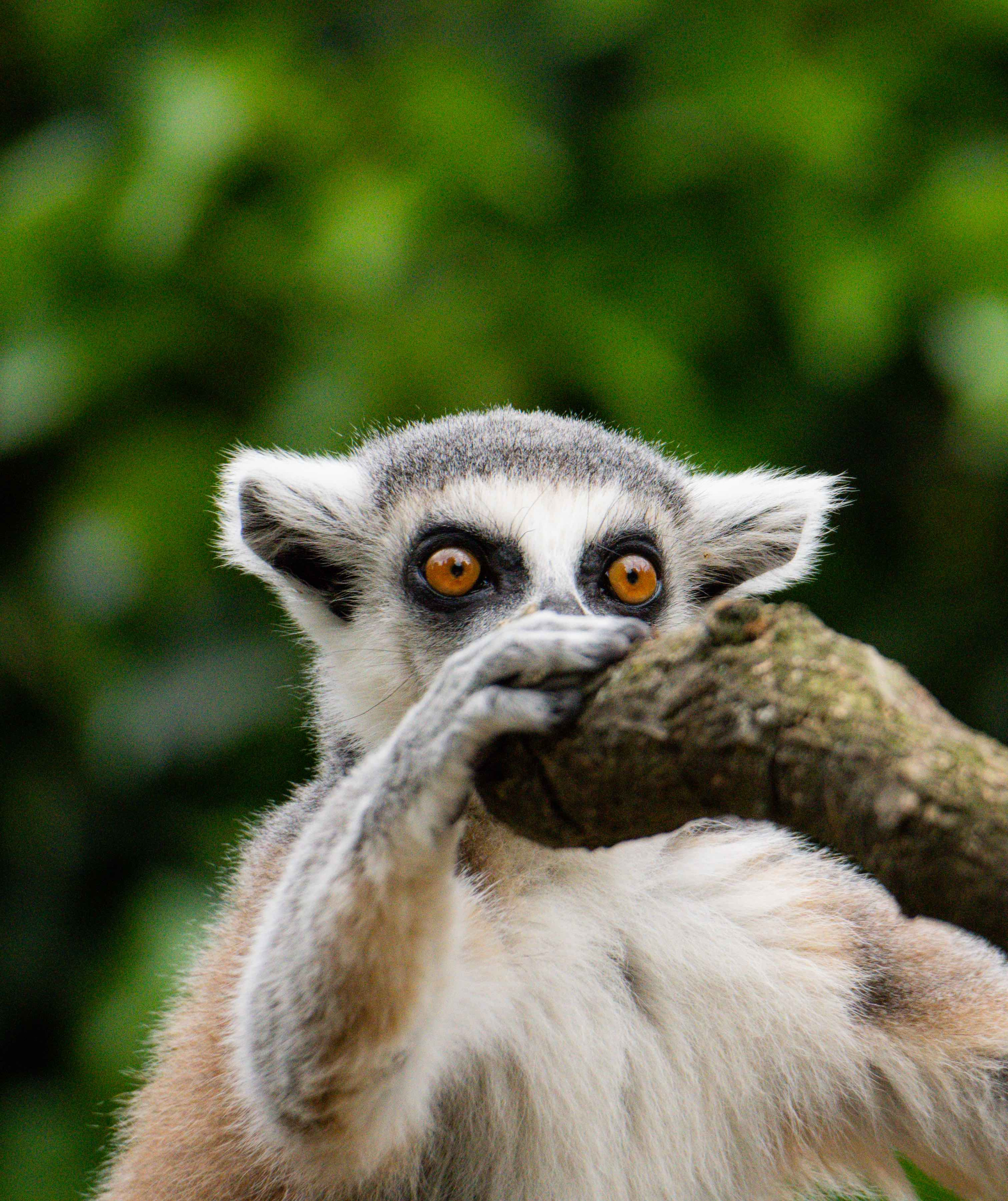 Animals. Evgeny Ignatik — street photographer | portraits