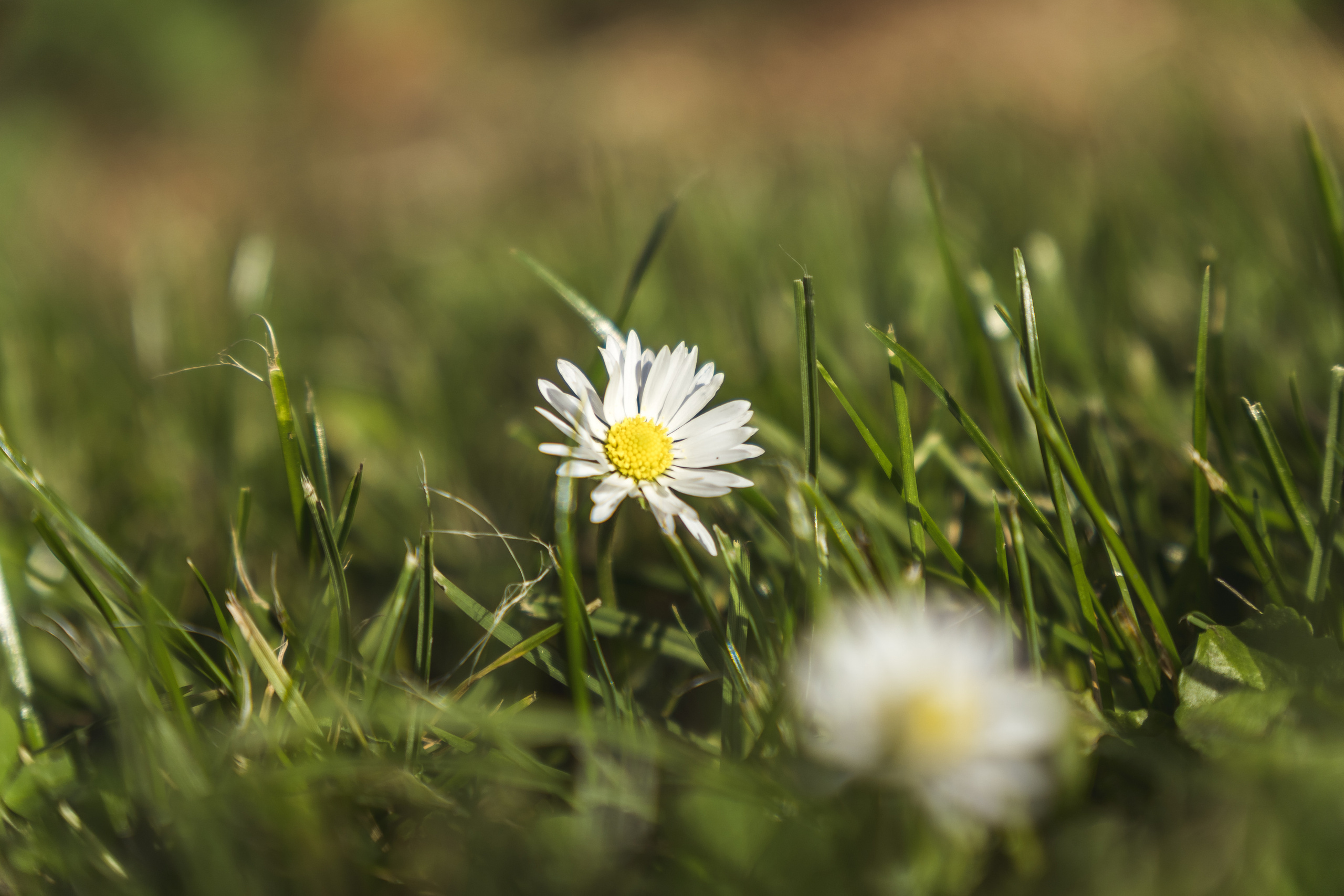Flora. Evgeny Ignatik — street photographer | portraits