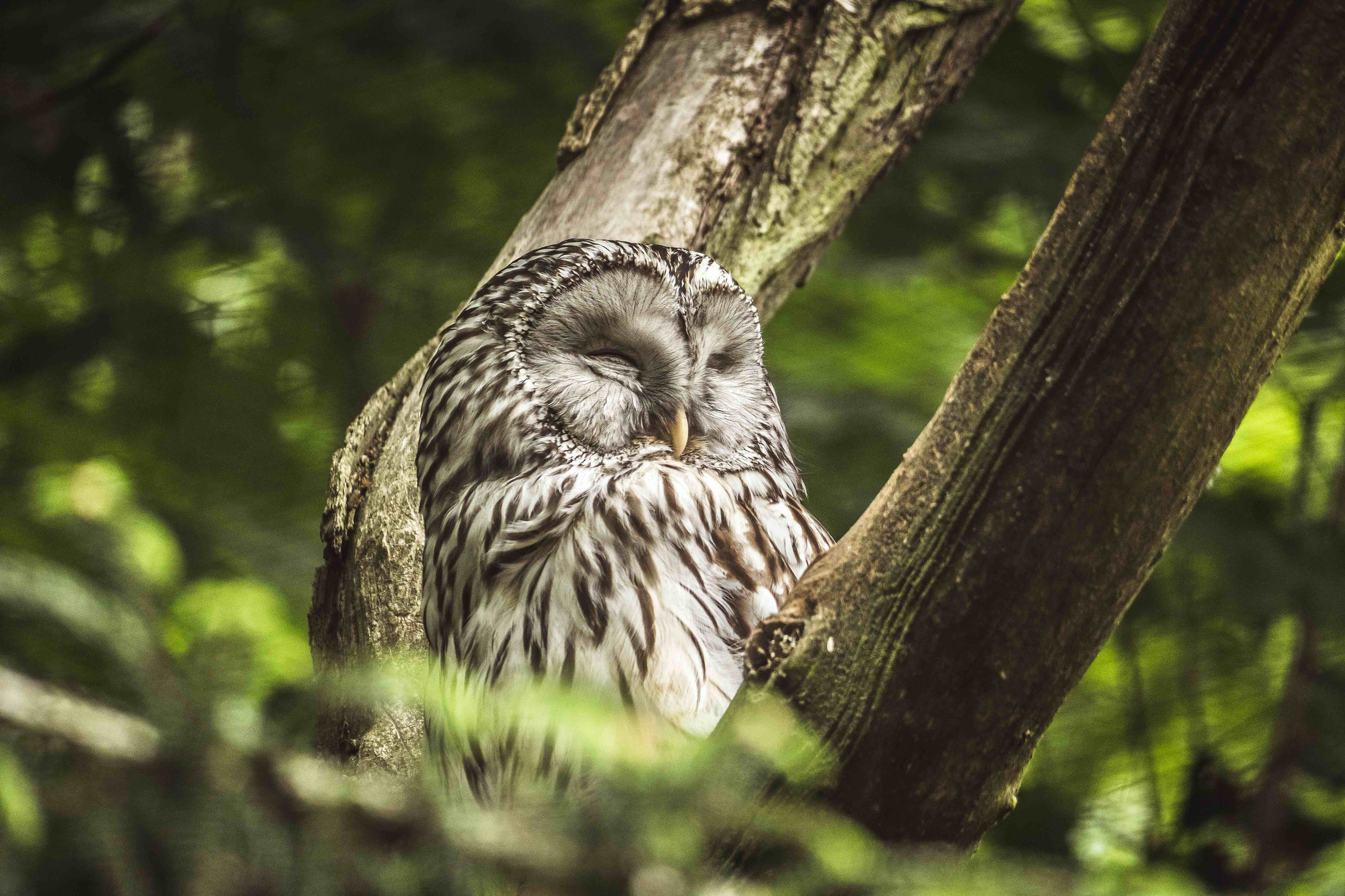 Animals. Evgeny Ignatik — street photographer | portraits