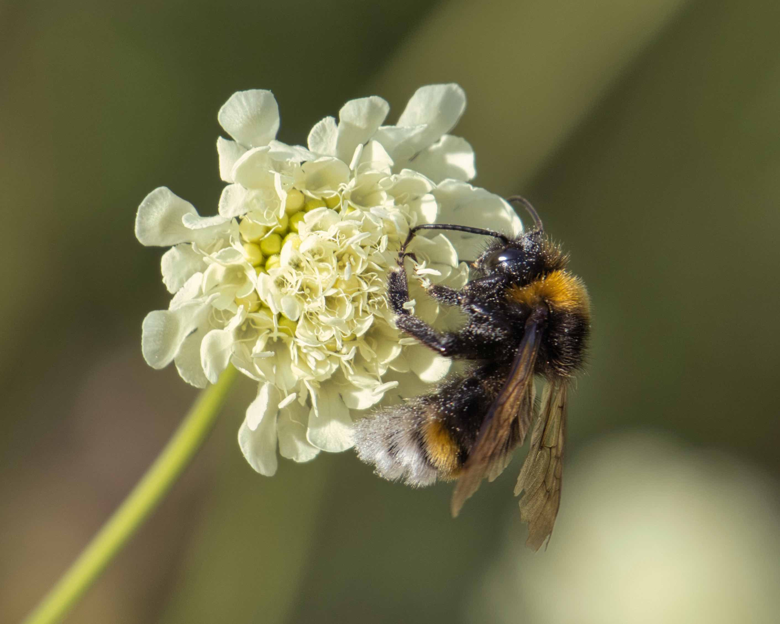 Animals. Evgeny Ignatik — street photographer | portraits