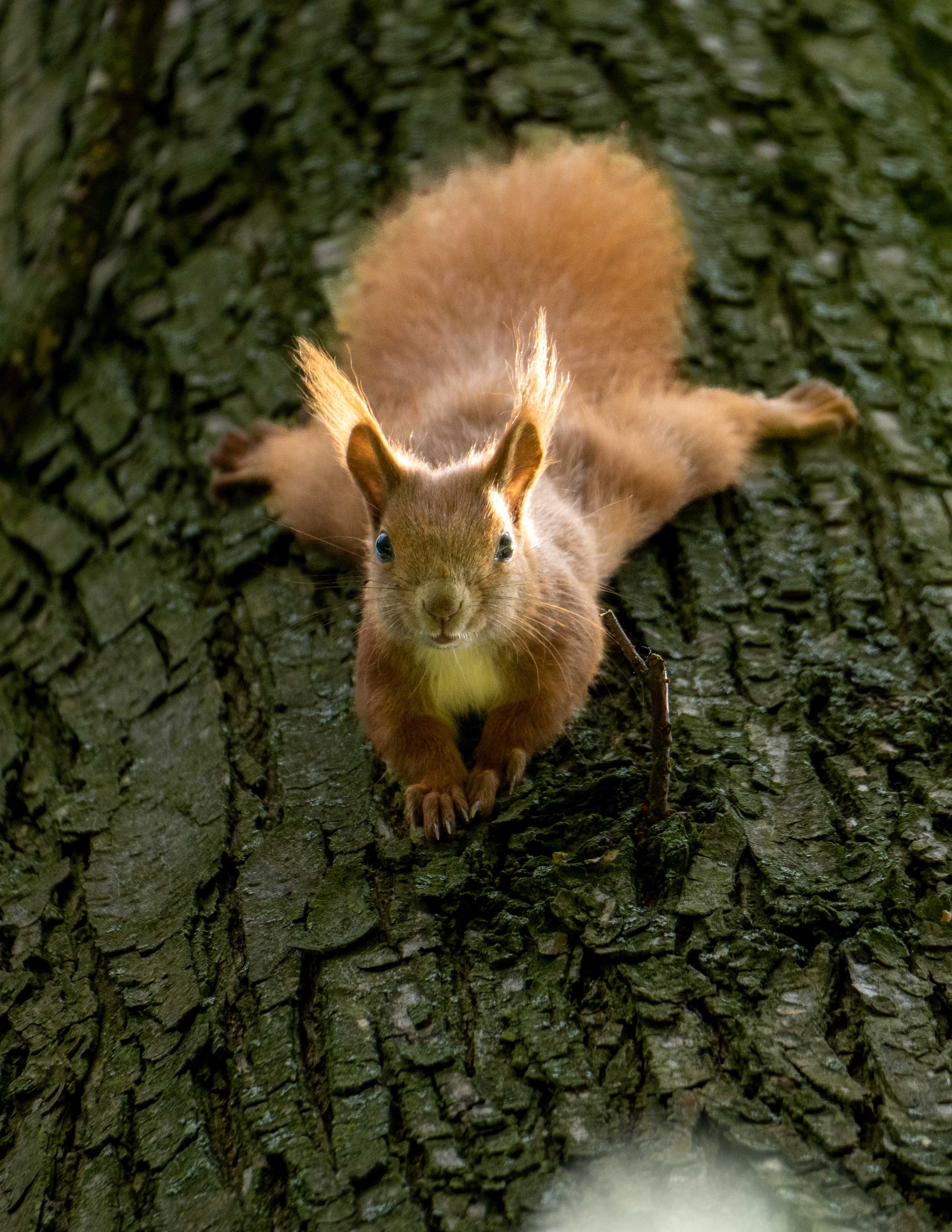Animals. Evgeny Ignatik — street photographer | portraits