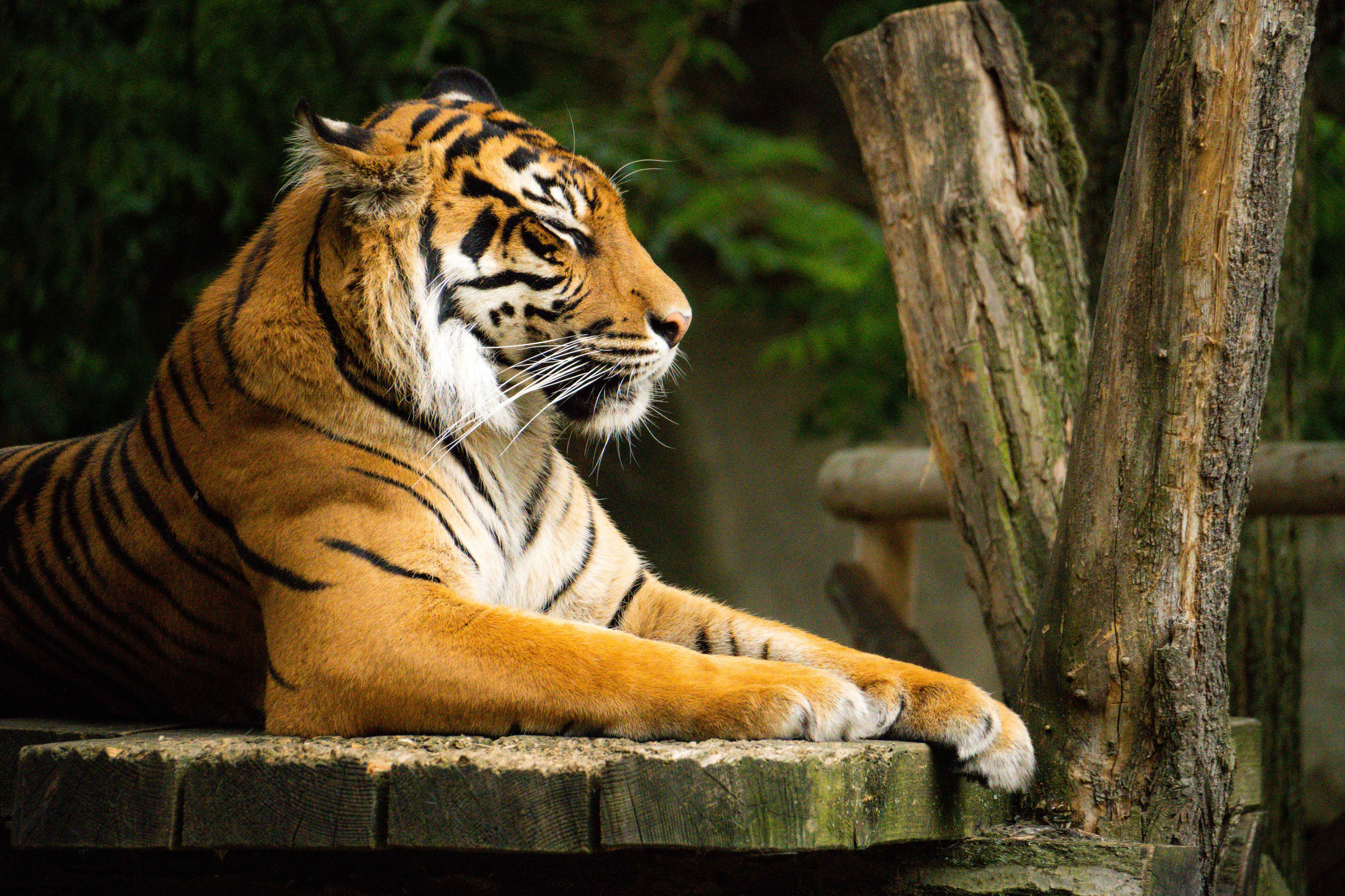 Animals. Evgeny Ignatik — street photographer | portraits