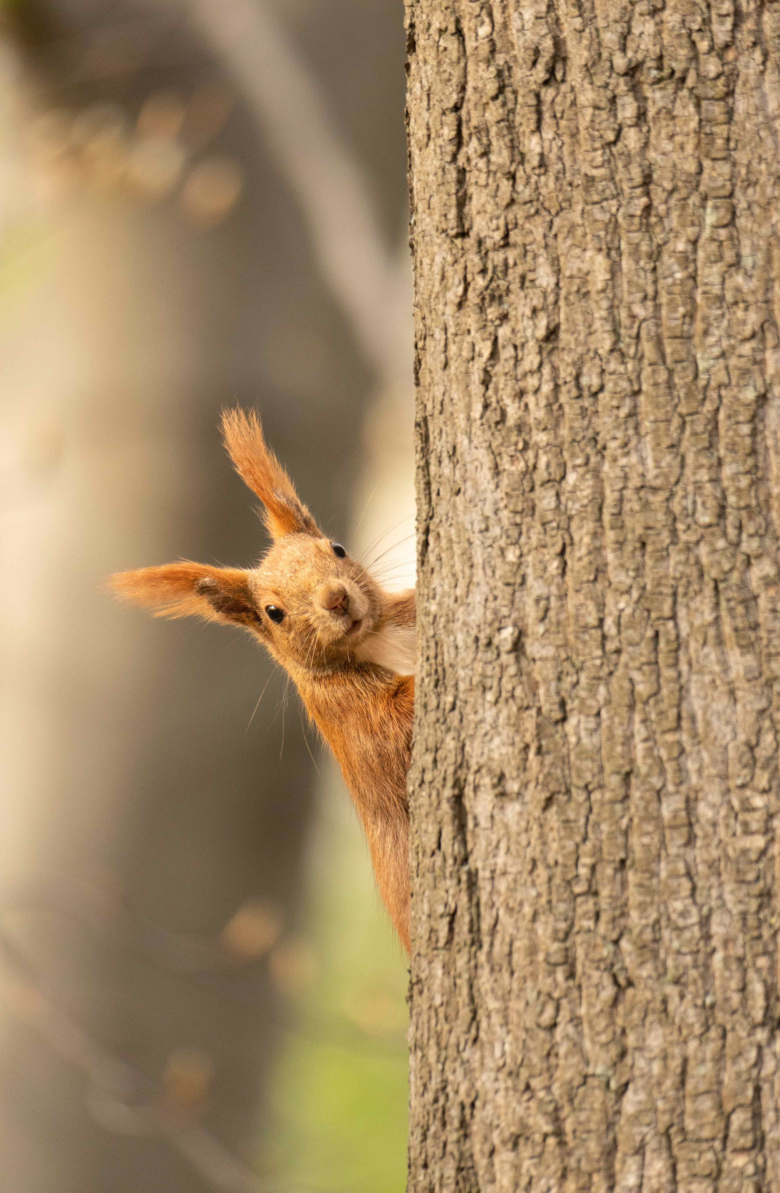 Animals. Evgeny Ignatik — street photographer | portraits