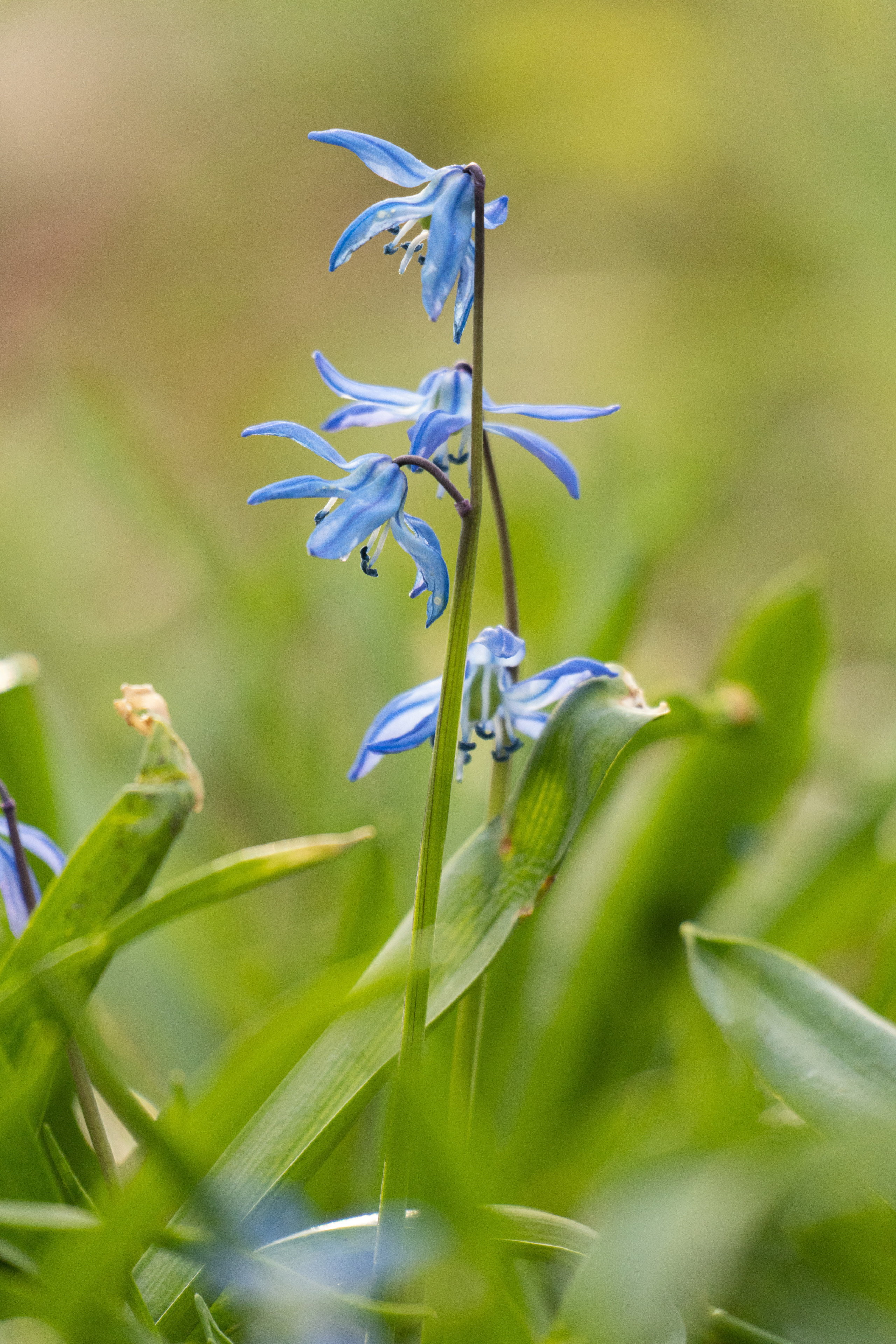 Flora. Evgeny Ignatik — street photographer | portraits