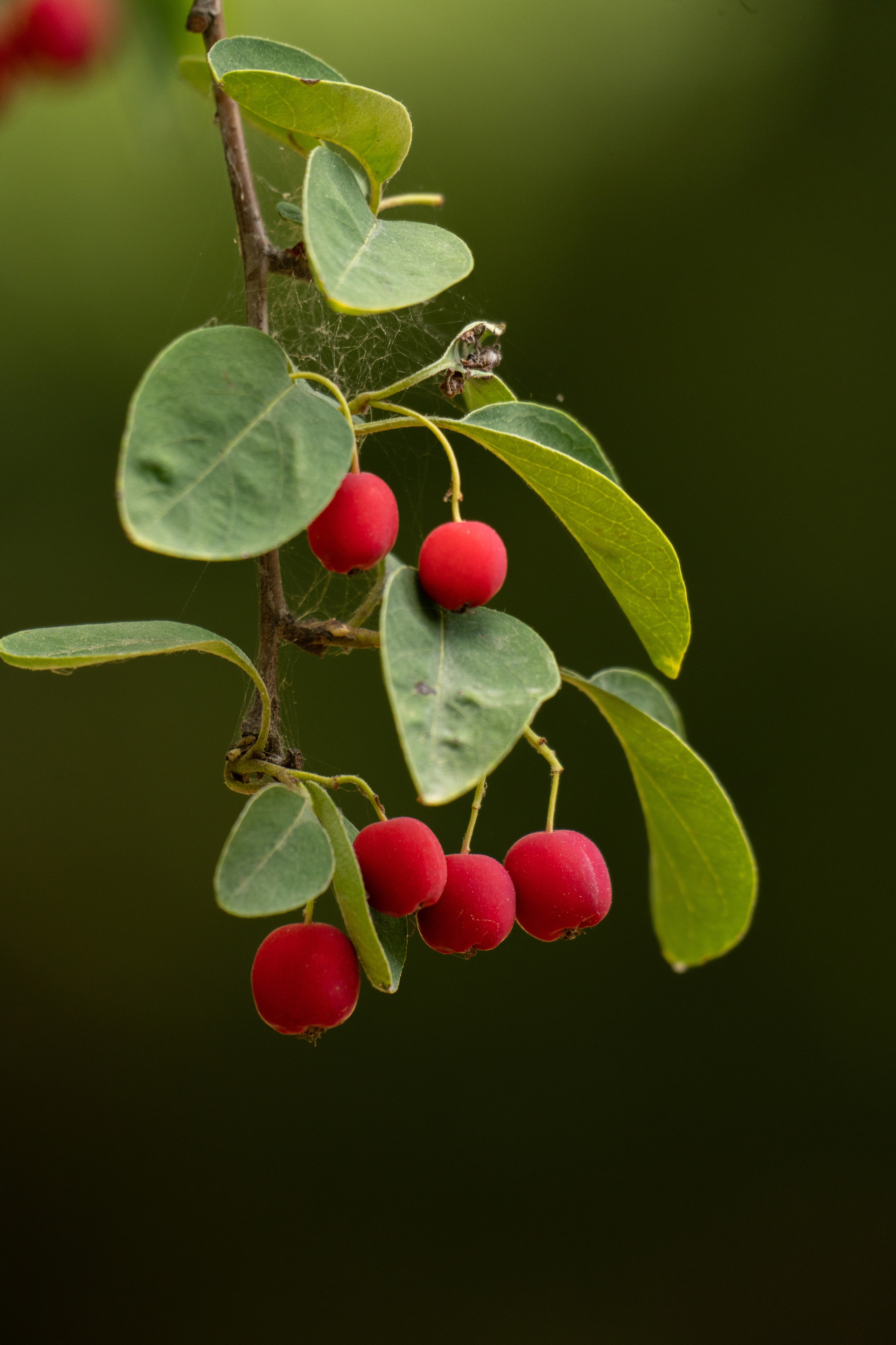 Flora. Evgeny Ignatik — street photographer | portraits
