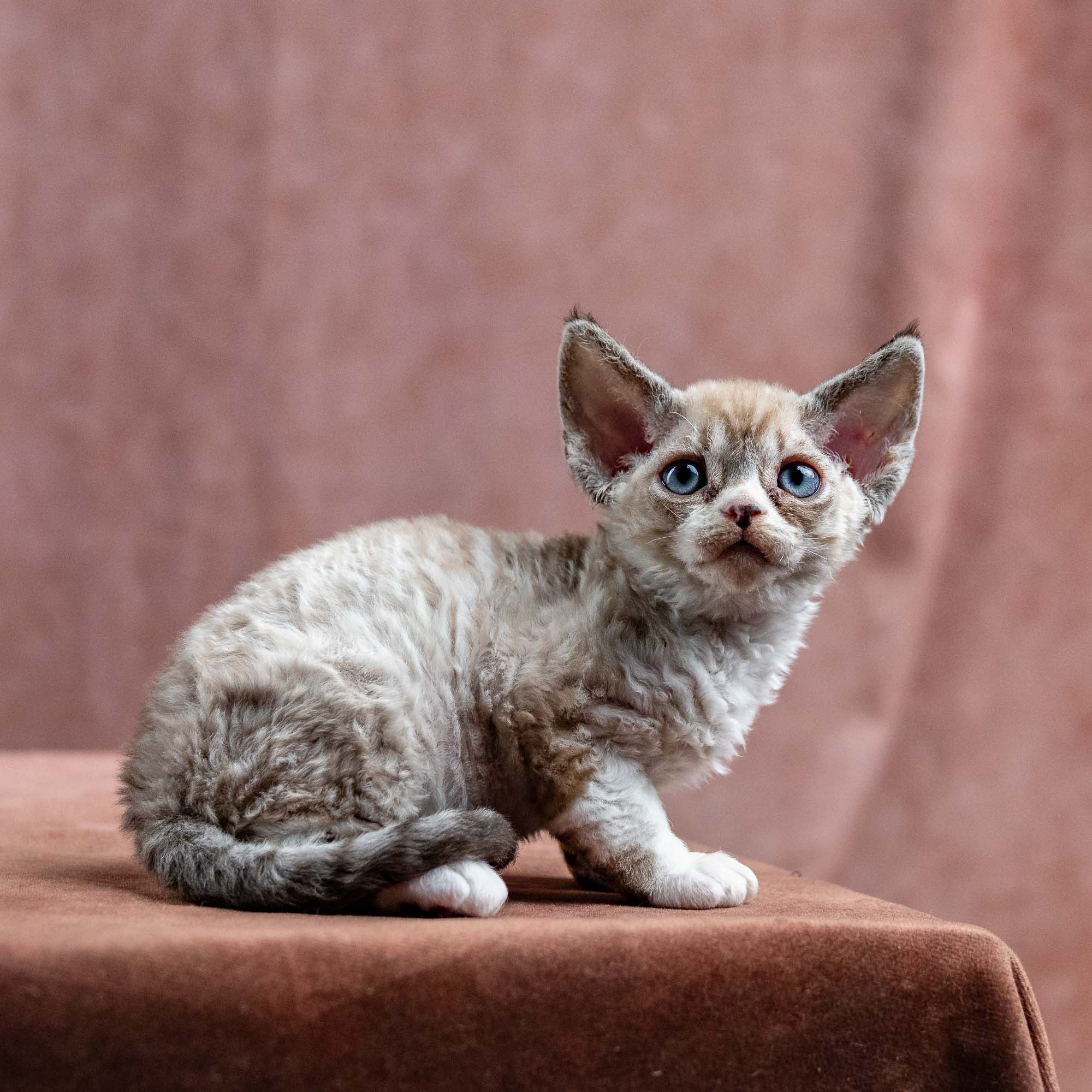 Kai, boy, born 07.02.2025. Devon Rex Pixie Cattery