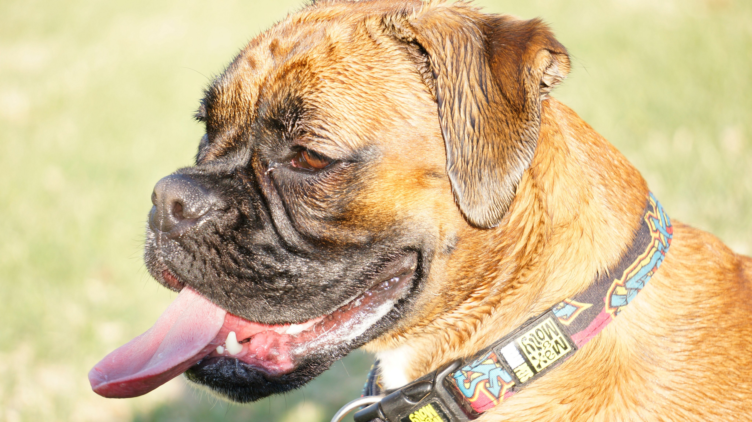 My ״Star״ Boxer Dog