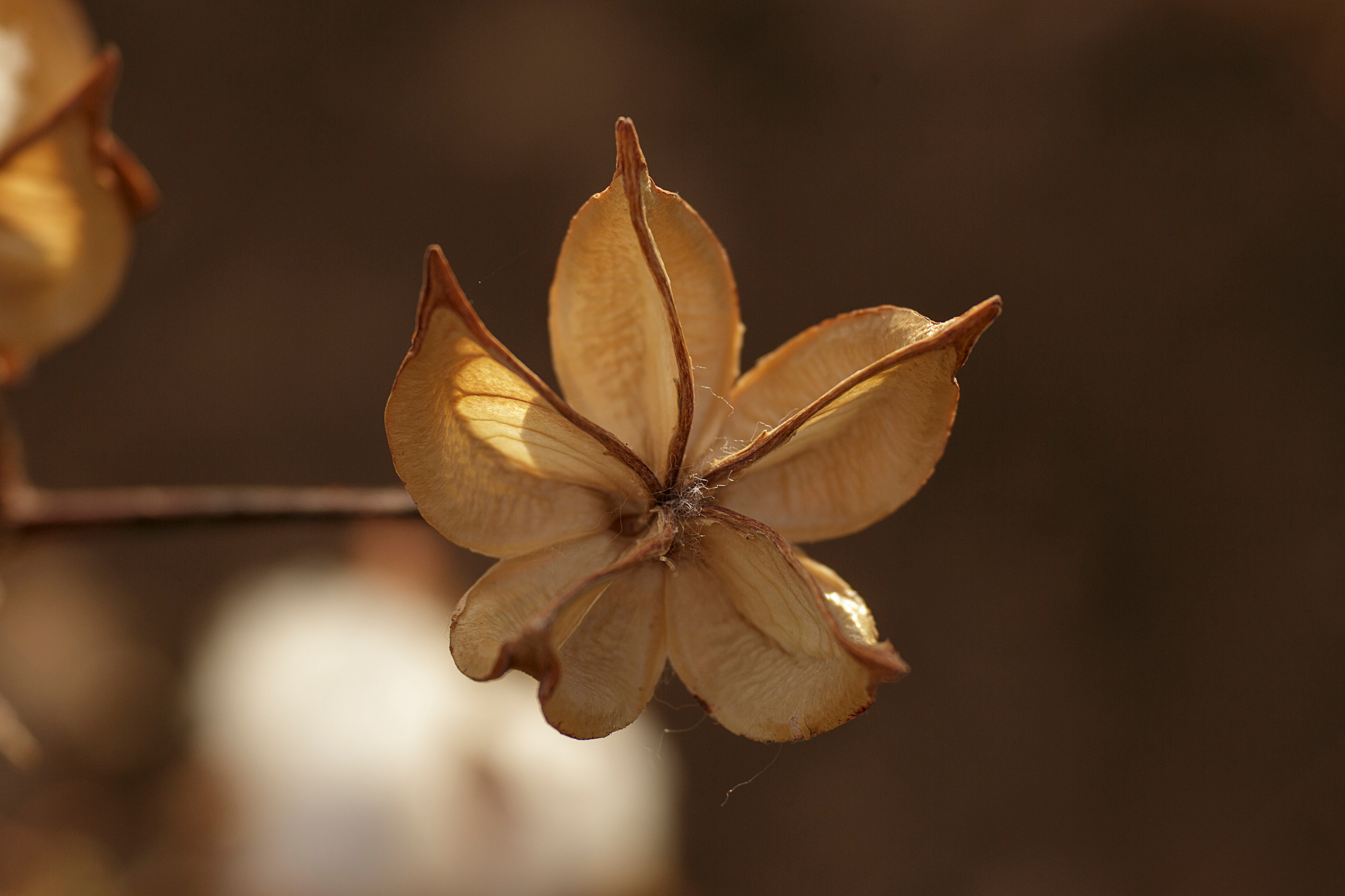 Cotton Field Photosession. Anastasia Post: Wedding and Editorial Photography