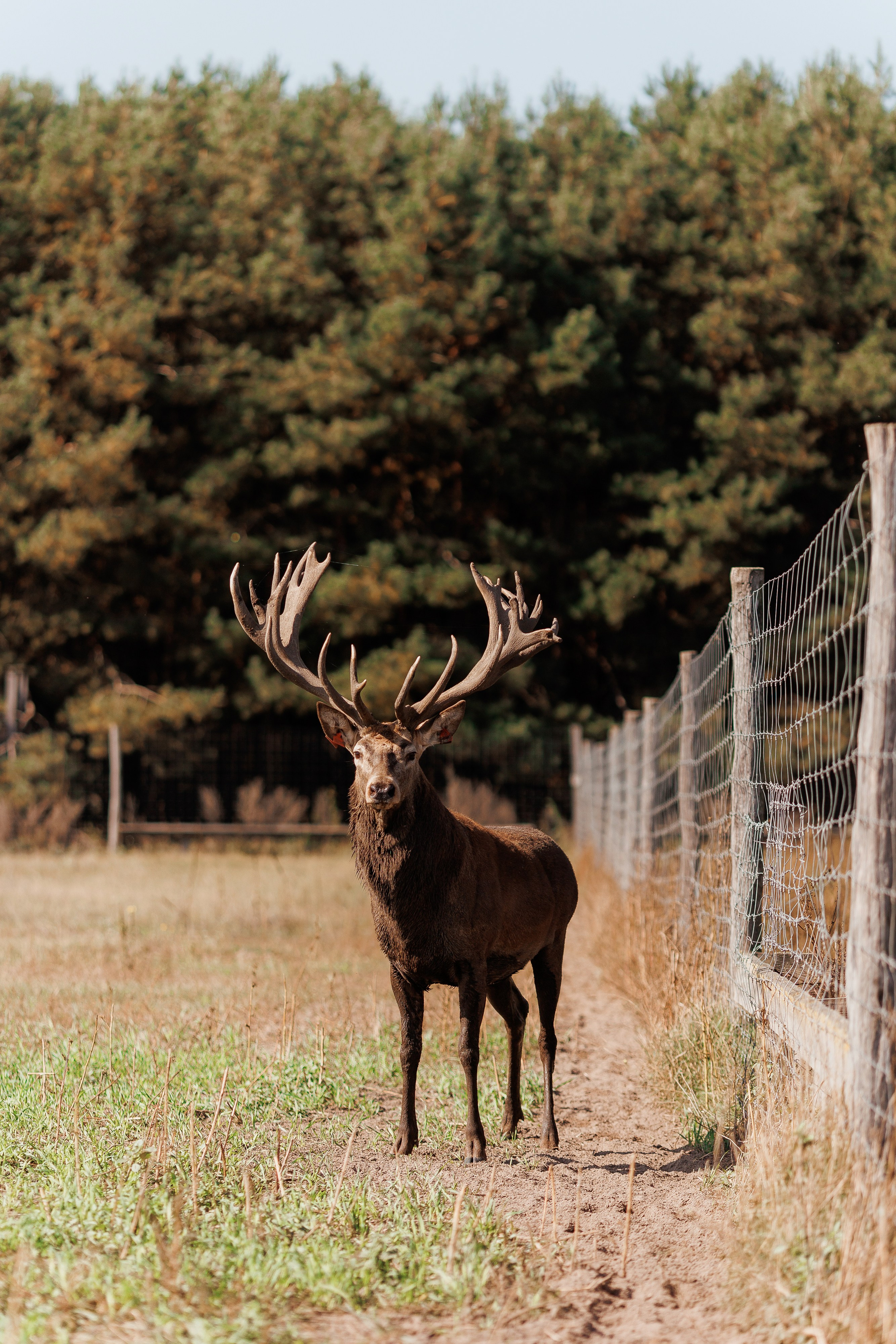 Екопарк Аміла. Ірина Терещук