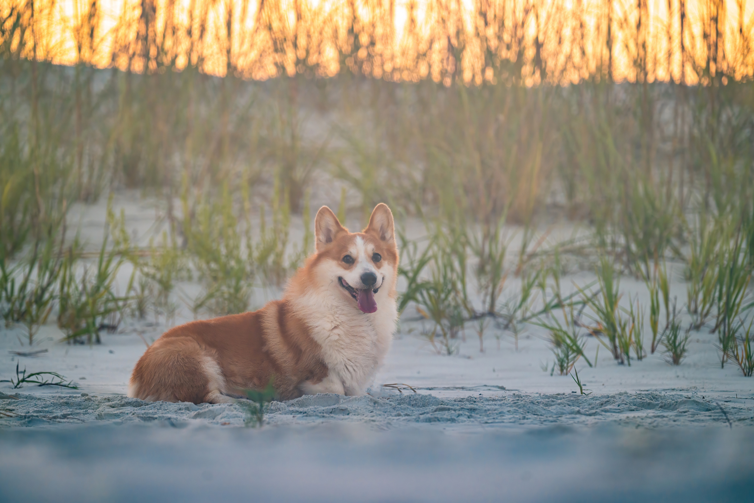 📸 4. Katerina Royter Pet Photographer North Florida