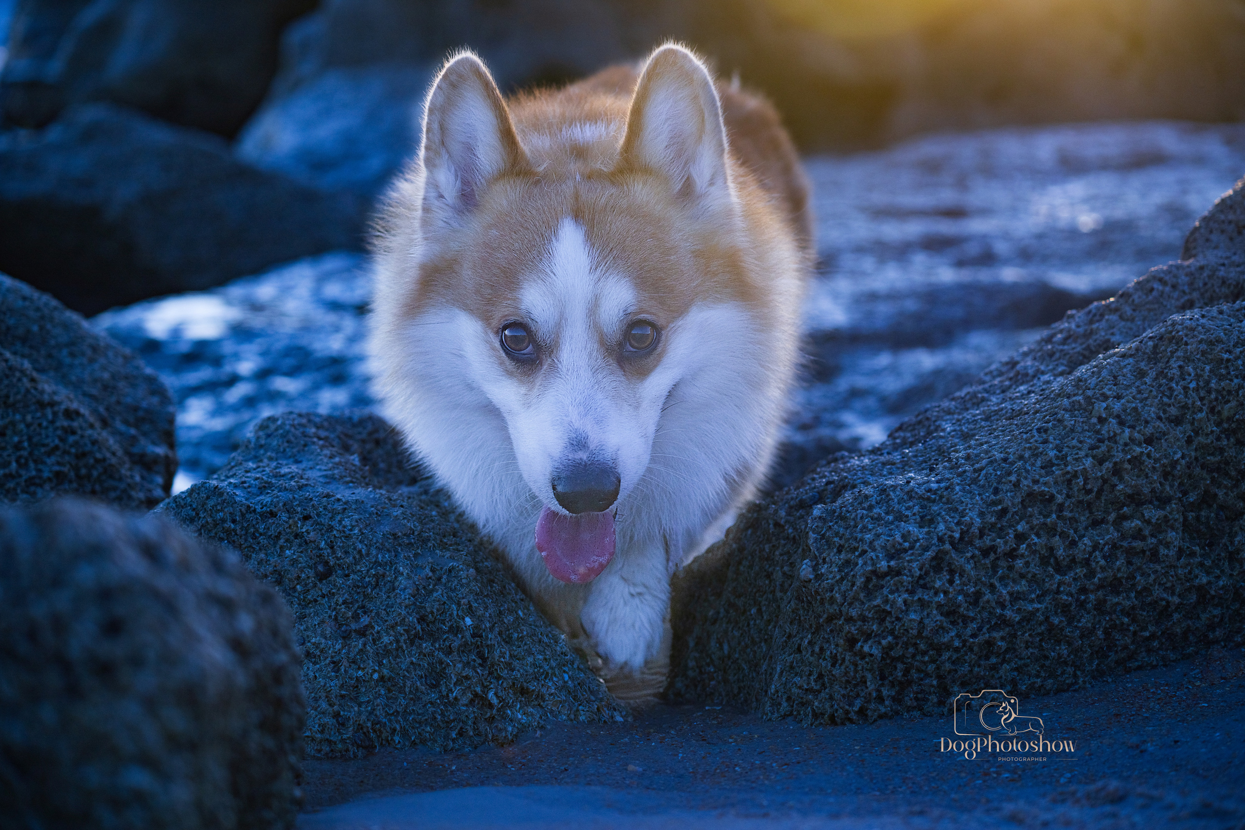 📸 2. Katerina Royter Pet Photographer North Florida