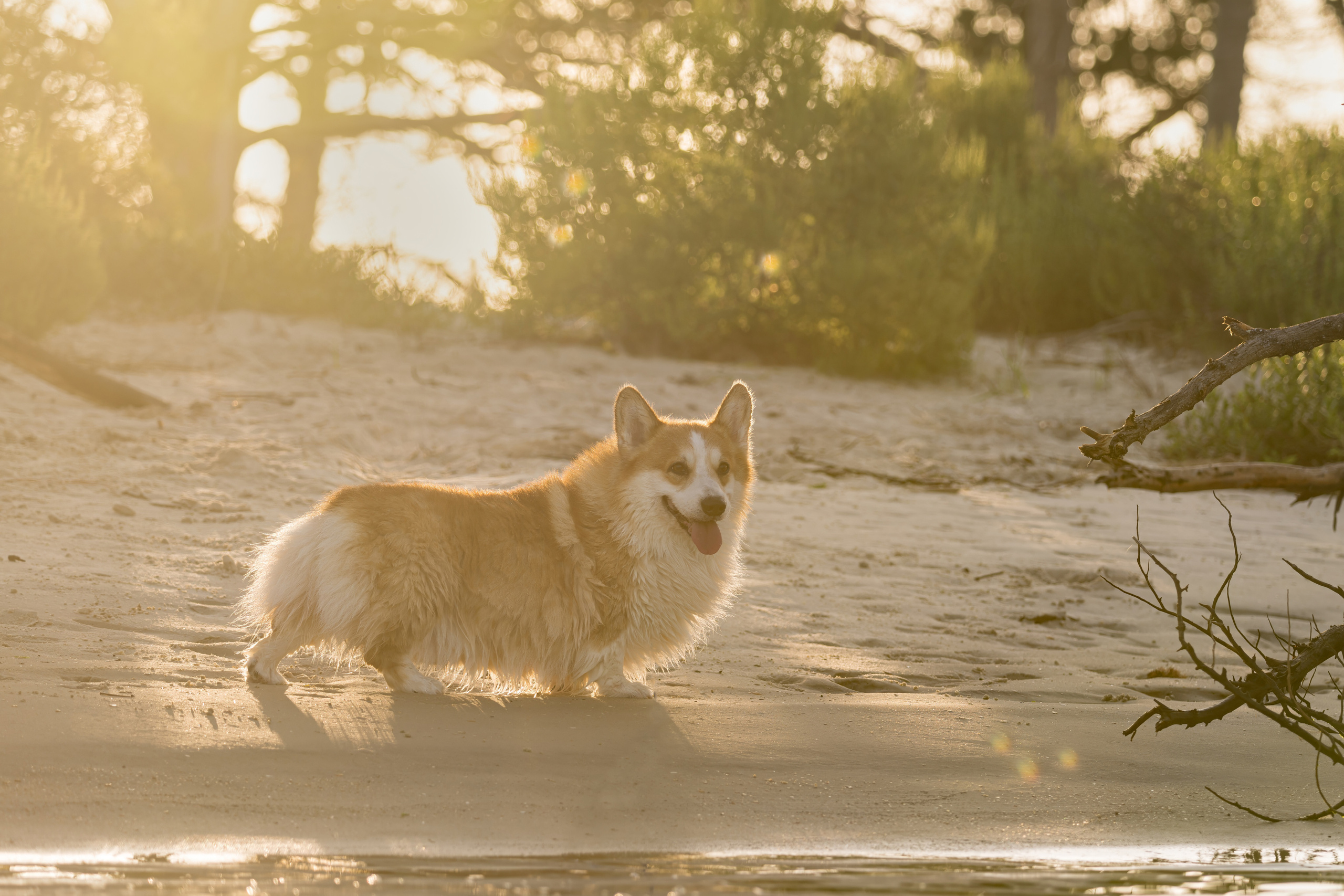 📸 5. Katerina Royter Pet Photographer North Florida