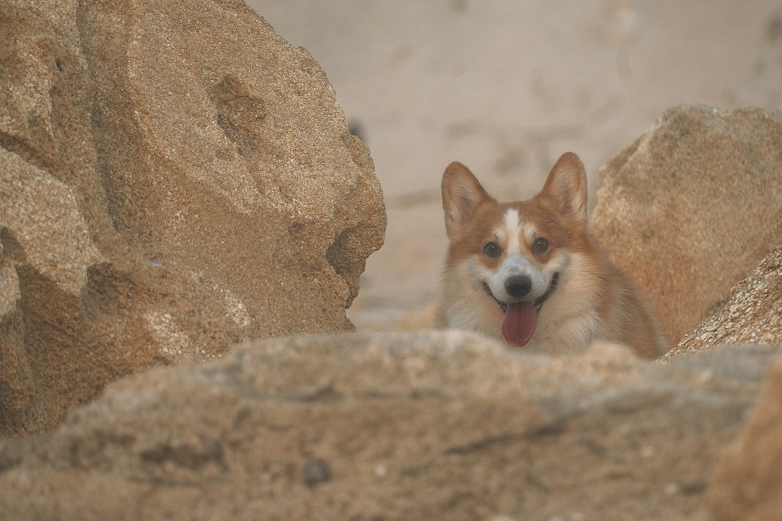 Photoshoots. Katerina Royter Pet Photographer North Florida