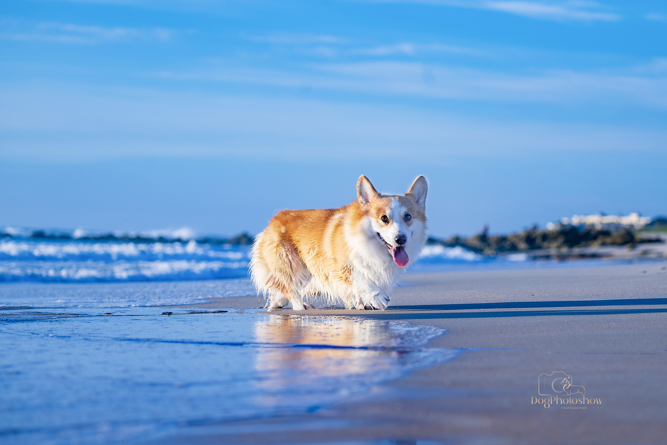 📸 2. Katerina Royter Pet Photographer North Florida