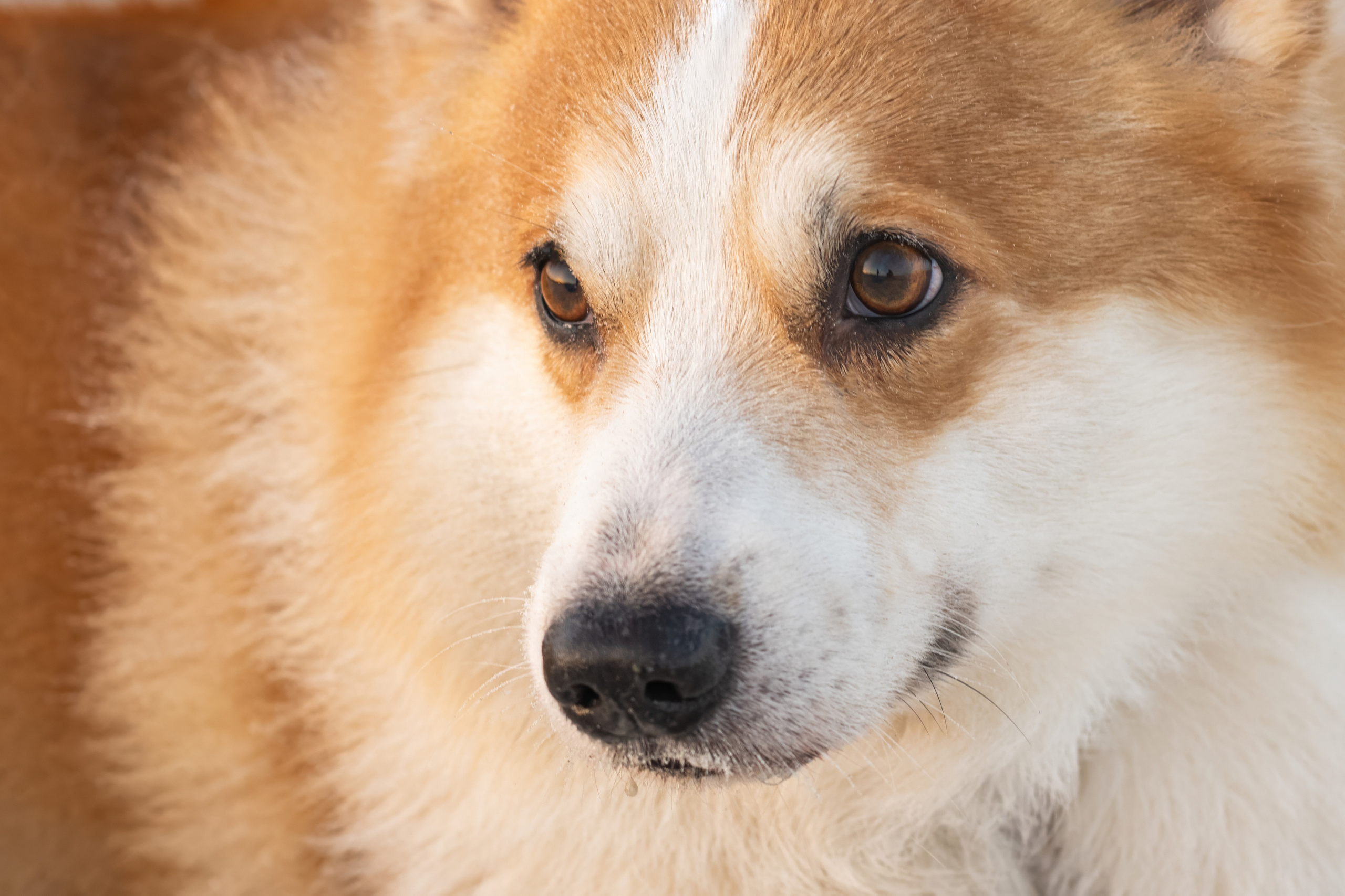 📸 5. Katerina Royter Pet Photographer North Florida