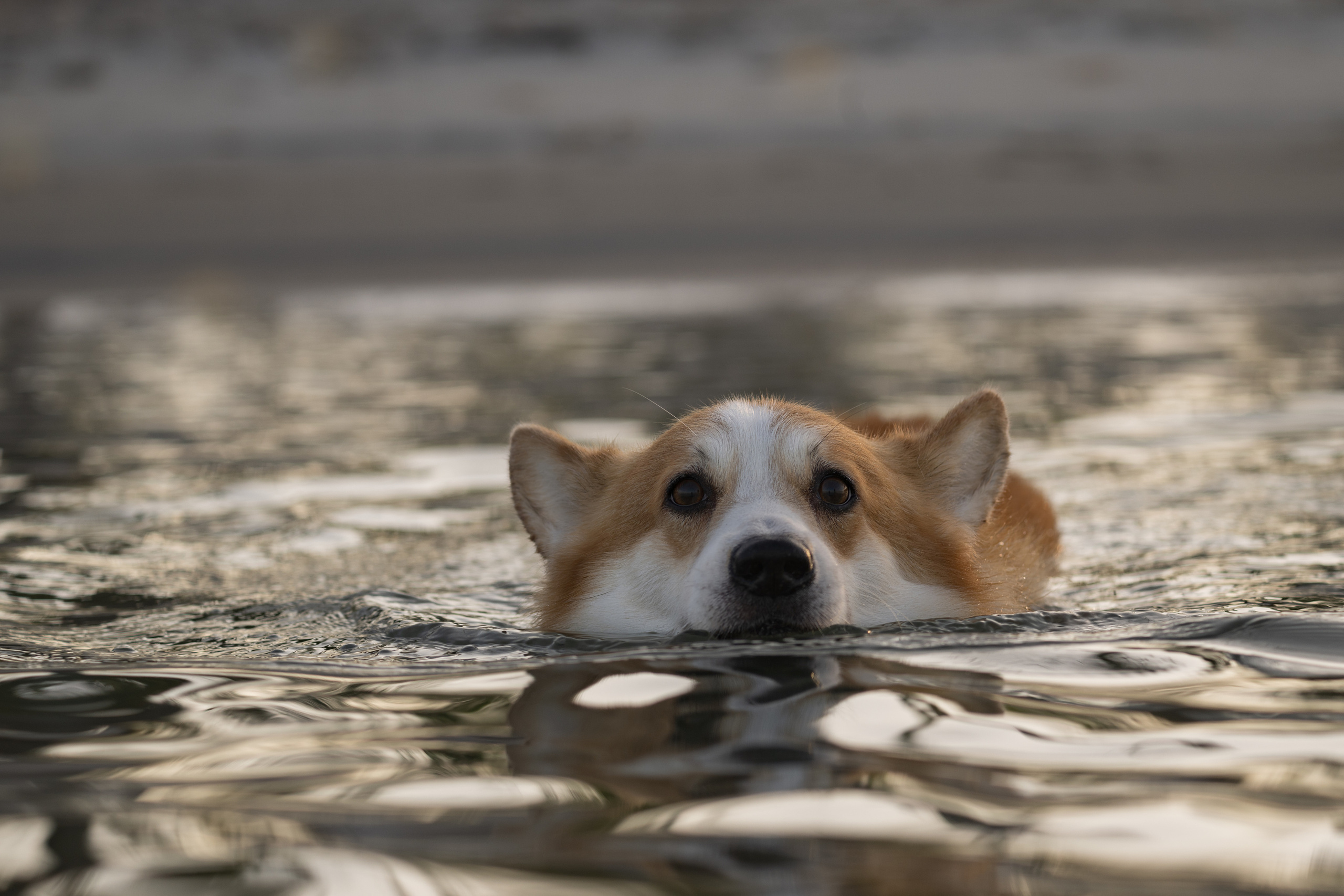 📸 4. Katerina Royter Pet Photographer North Florida