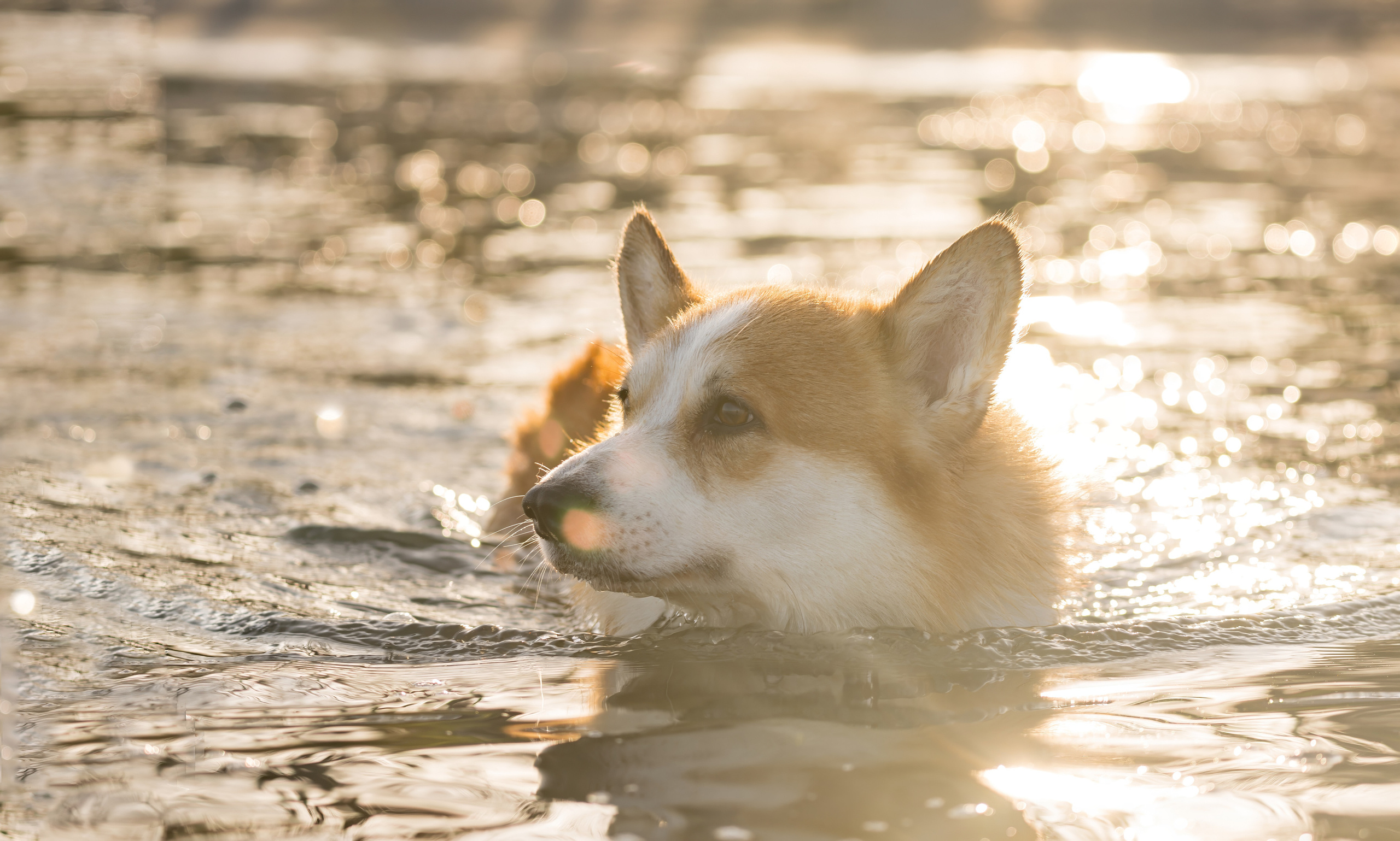 📸 4. Katerina Royter Pet Photographer North Florida