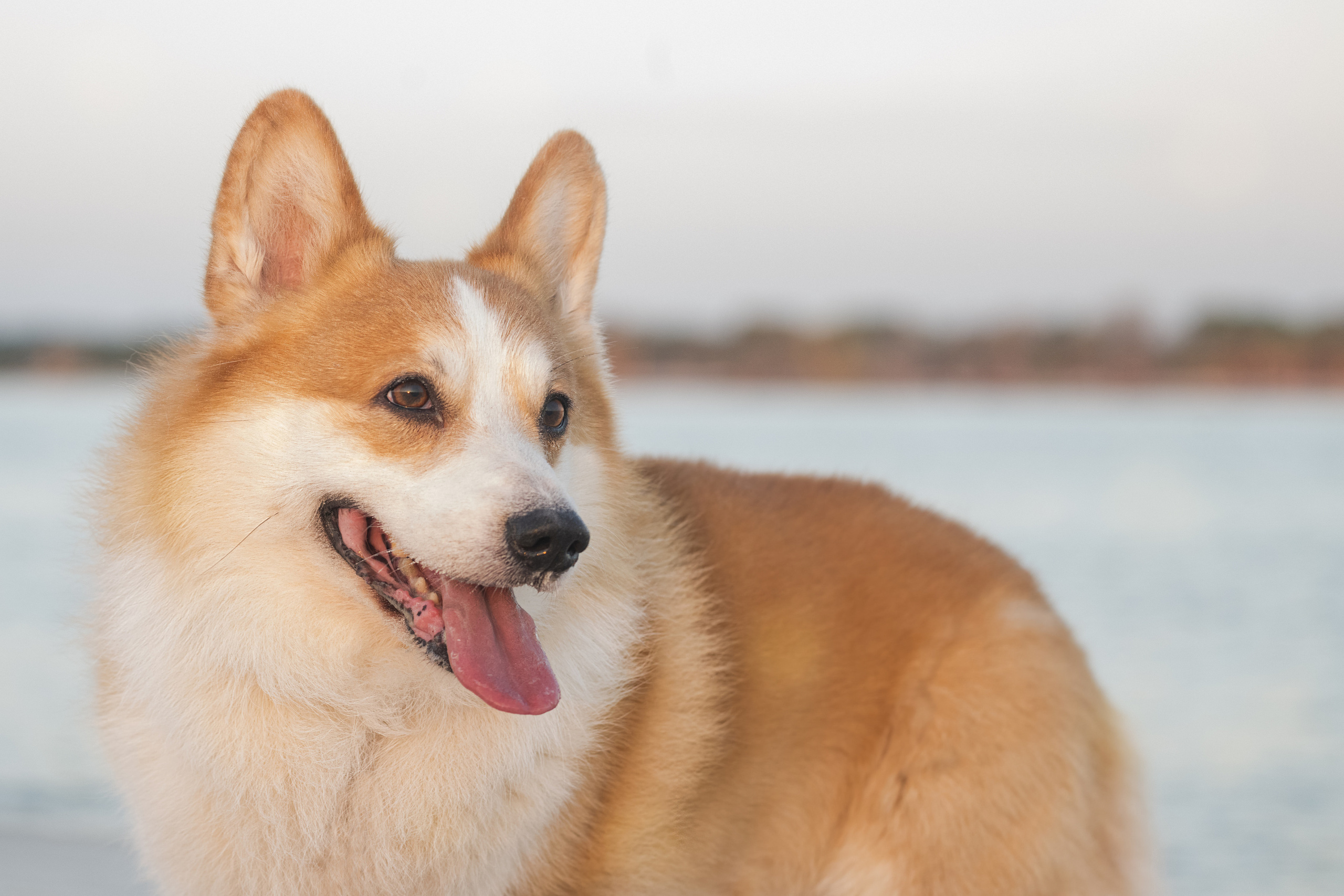 📸 5. Katerina Royter Pet Photographer North Florida