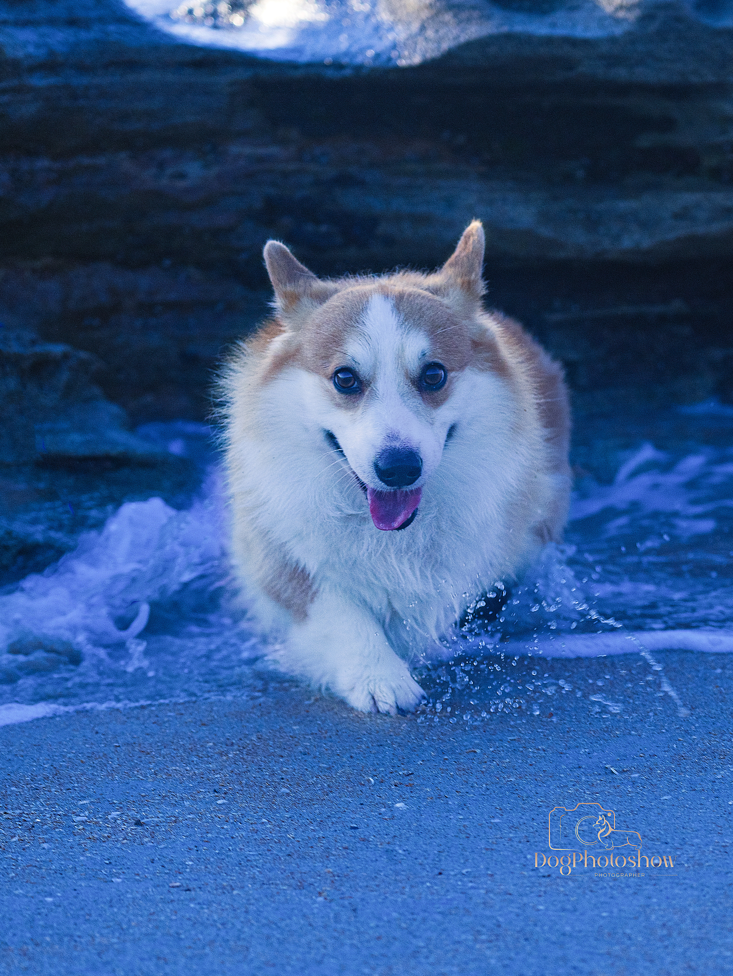 📸 2. Katerina Royter Pet Photographer North Florida