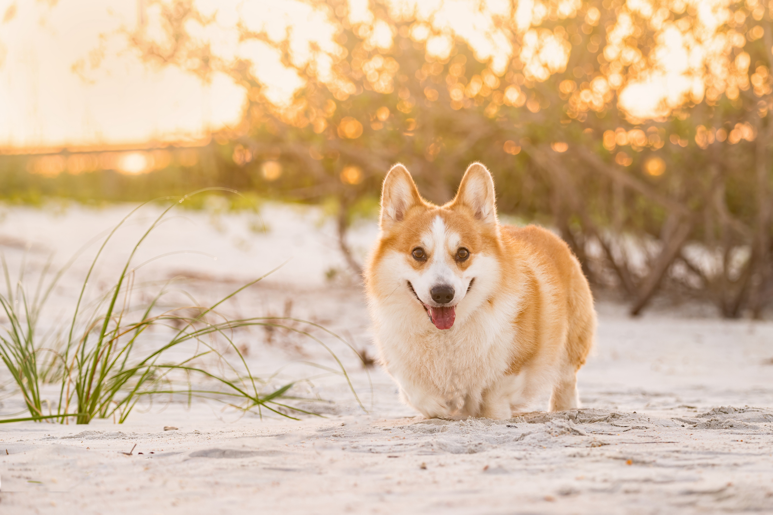 📸 4. Katerina Royter Pet Photographer North Florida