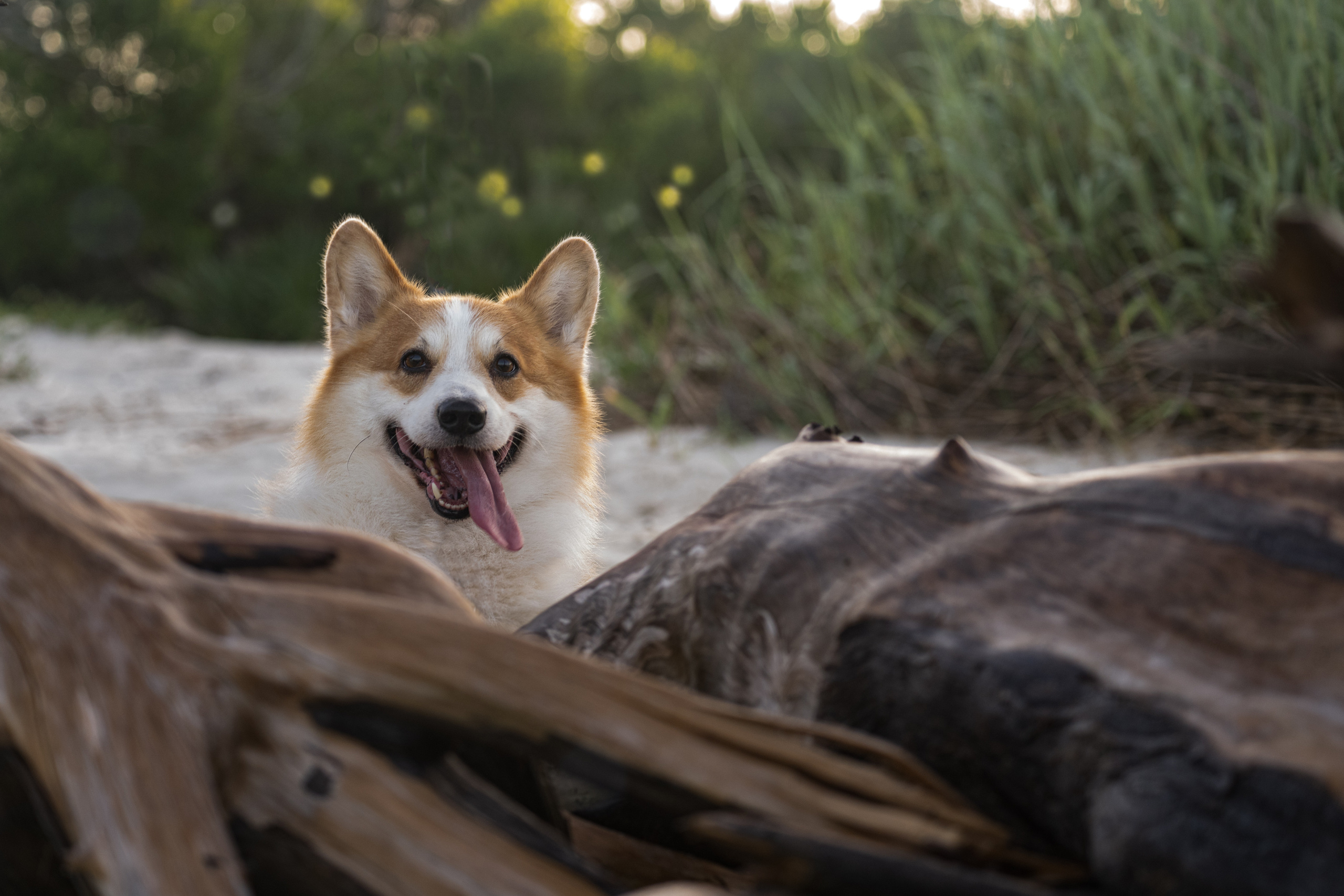 📸 5. Katerina Royter Pet Photographer North Florida