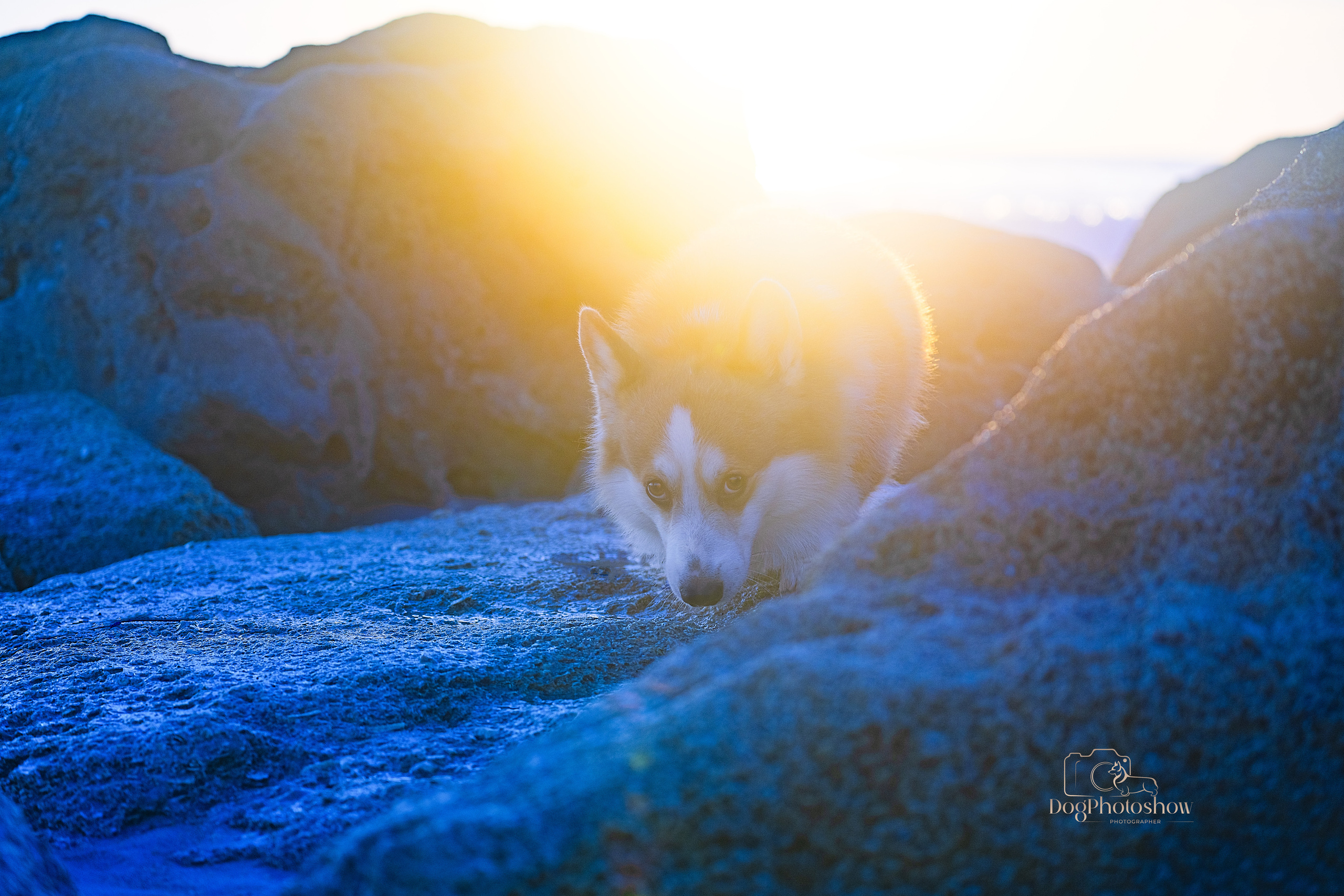 📸 2. Katerina Royter Pet Photographer North Florida