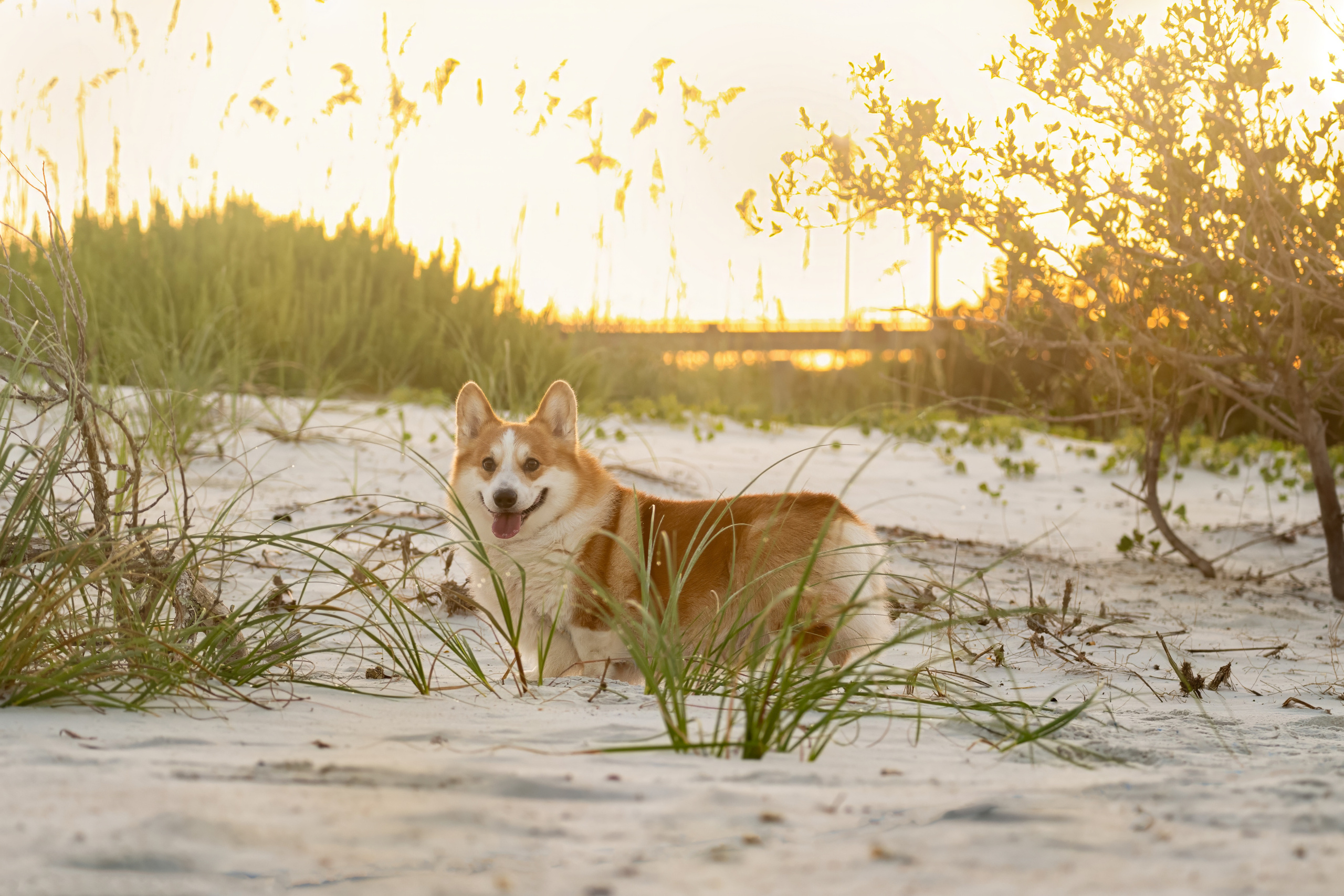 📸 5. Katerina Royter Pet Photographer North Florida