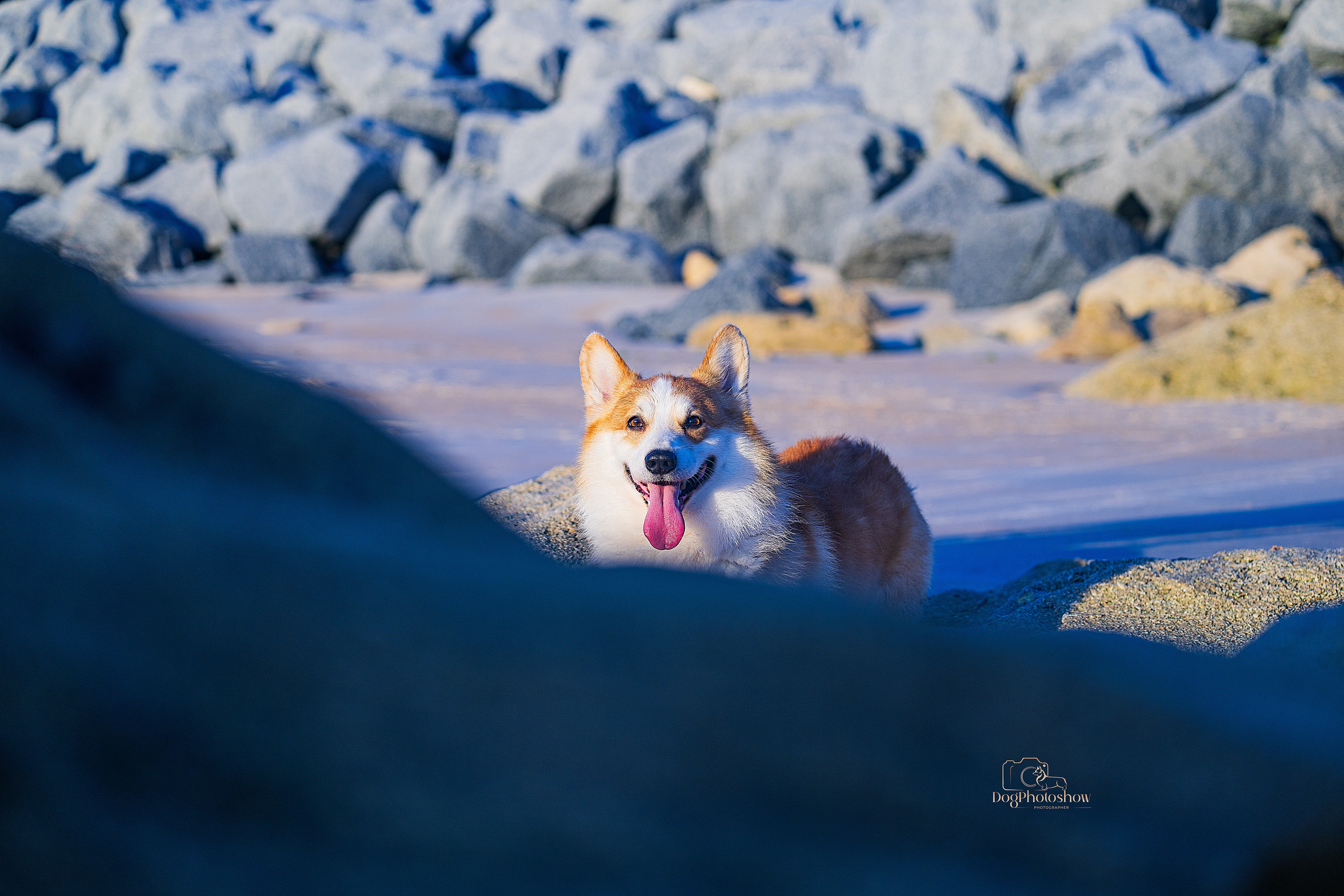 📸 2. Katerina Royter Pet Photographer North Florida