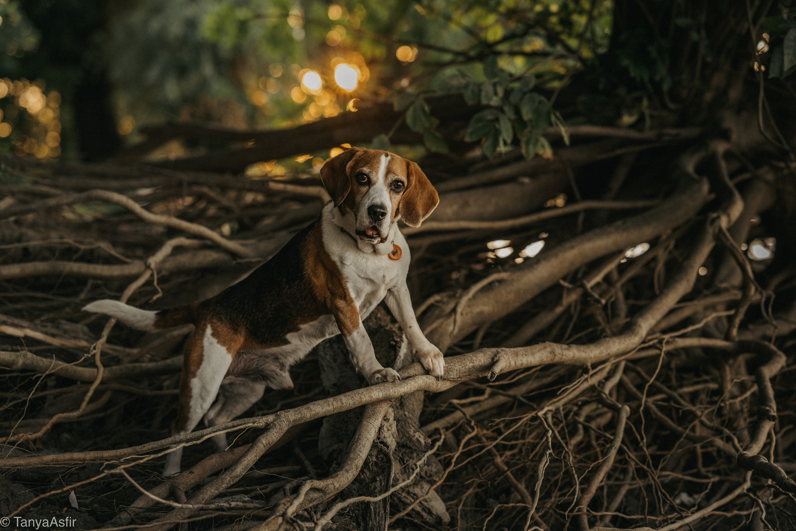Outdoor Pet Photography by Tanya Asfir, Belgrade. Tanya Asfir — Pet & Animal Photographer | Belgrade, Serbia