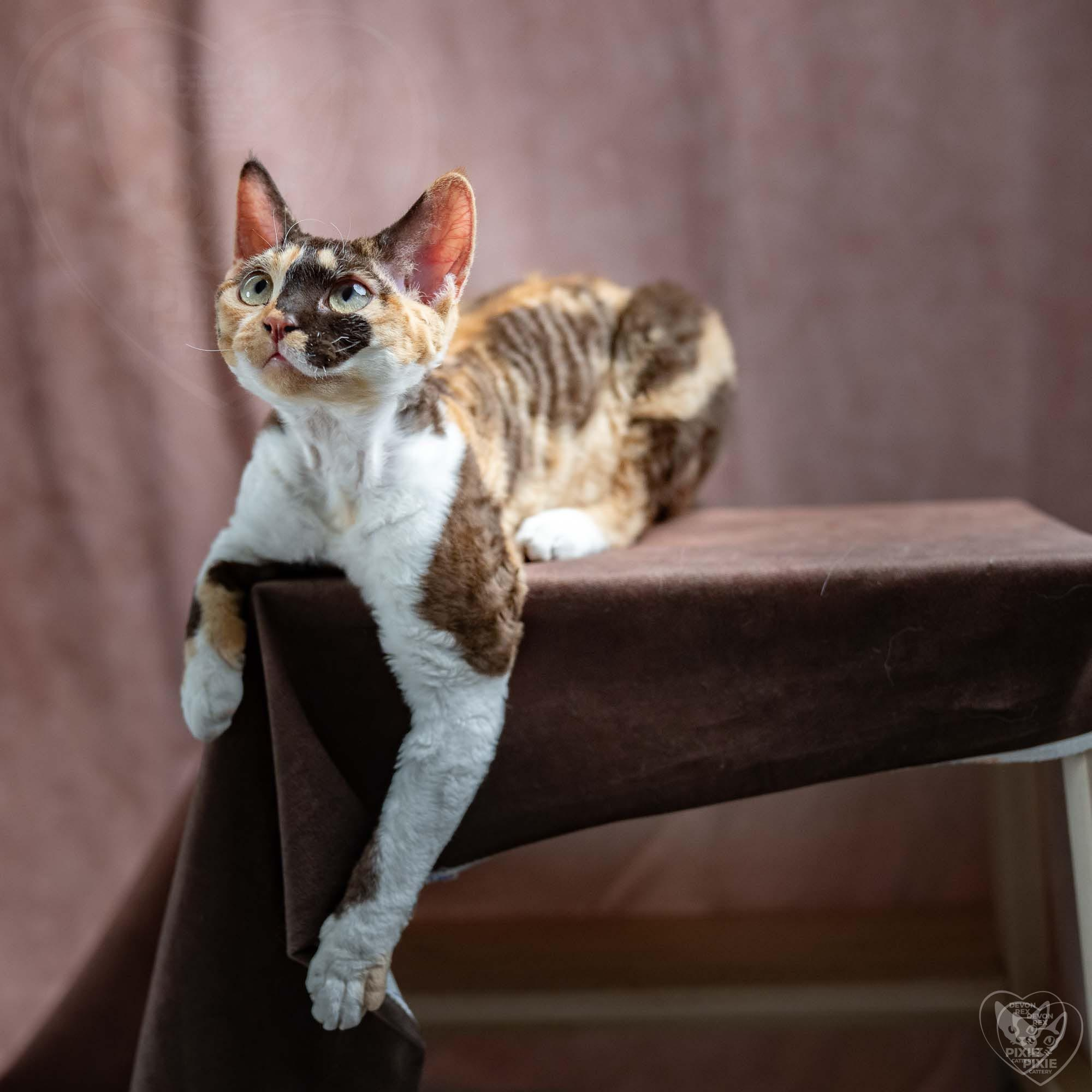 Malvina. Devon Rex Pixie Cattery