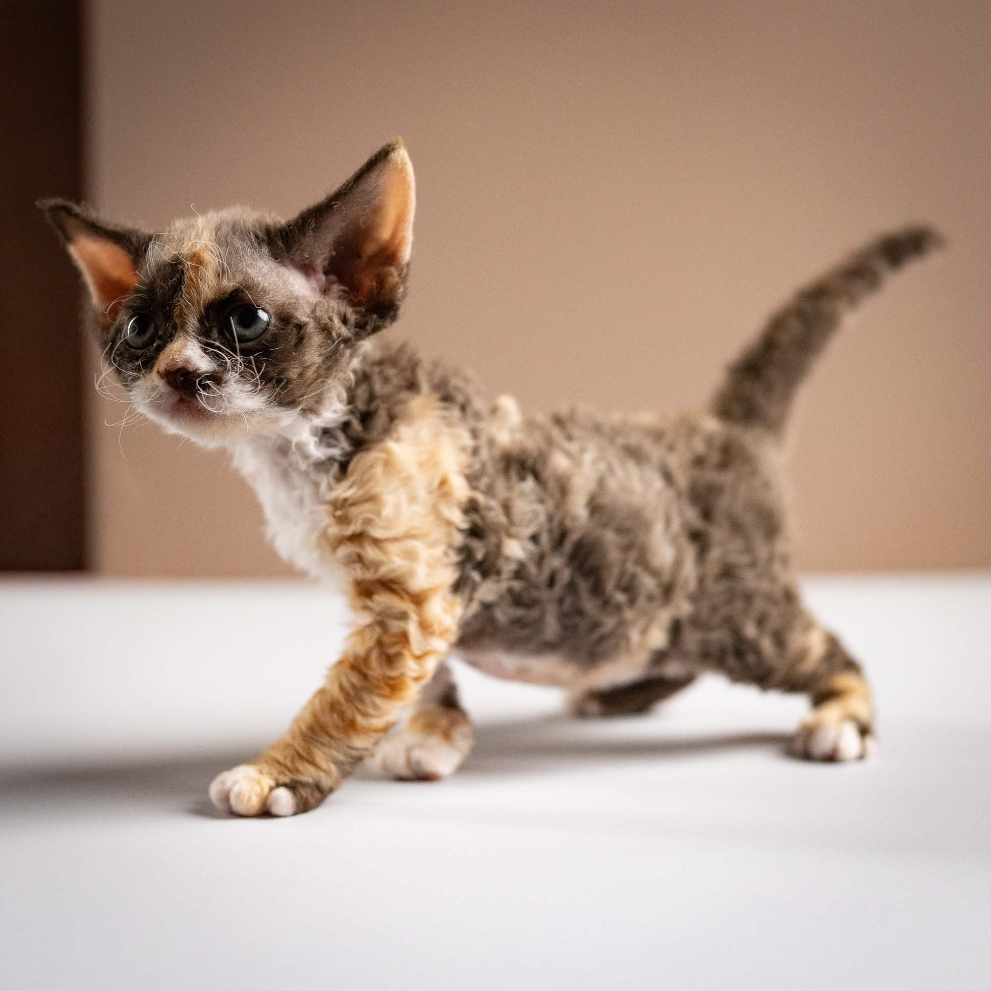 Polly, girl, born 02.11.26. Devon Rex Pixie Cattery