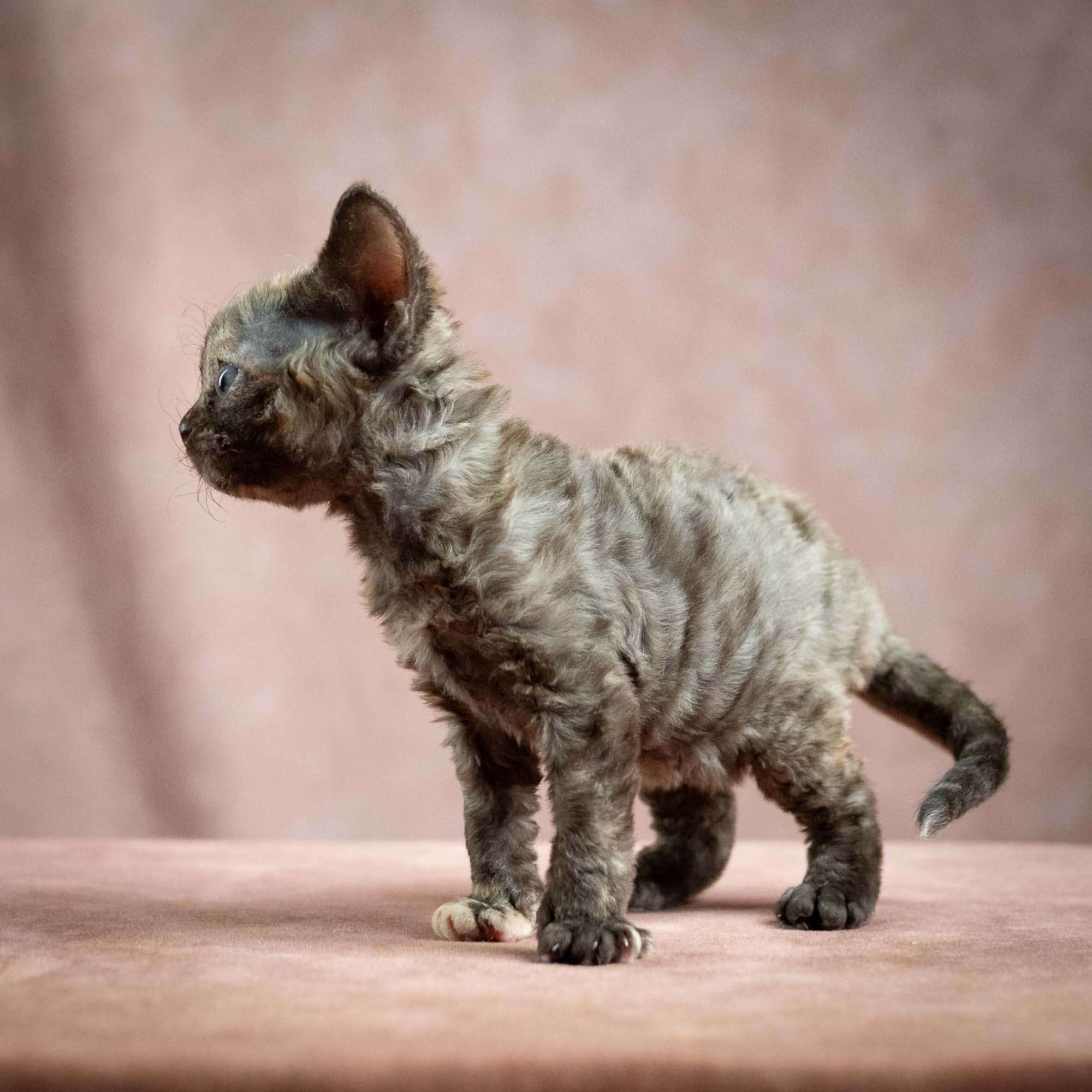 Mocha, girl, born 01.15.26. Devon Rex Pixie Cattery