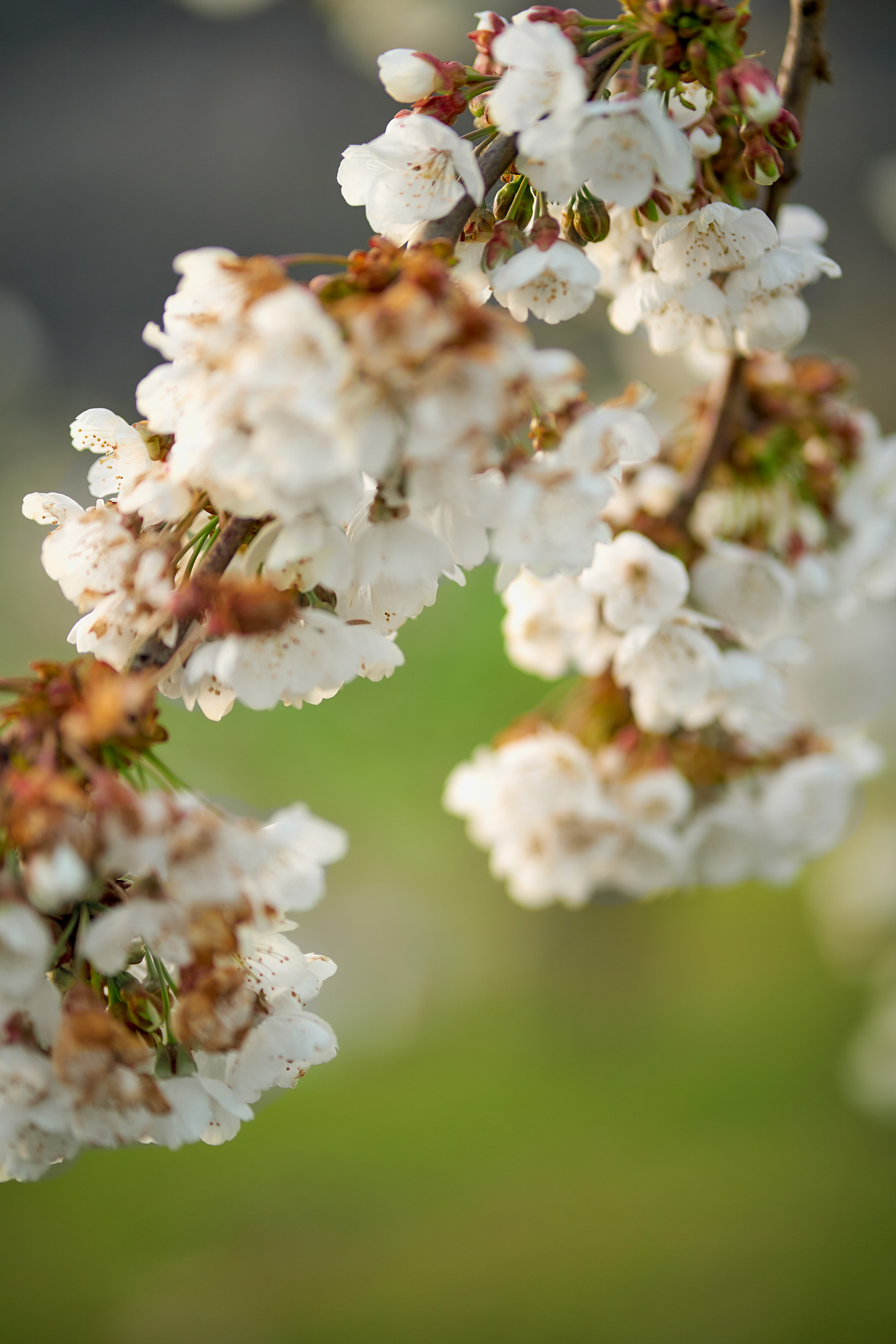 Comuniones. Fotógrafo de bodas y familias en España, Málaga, Marbella