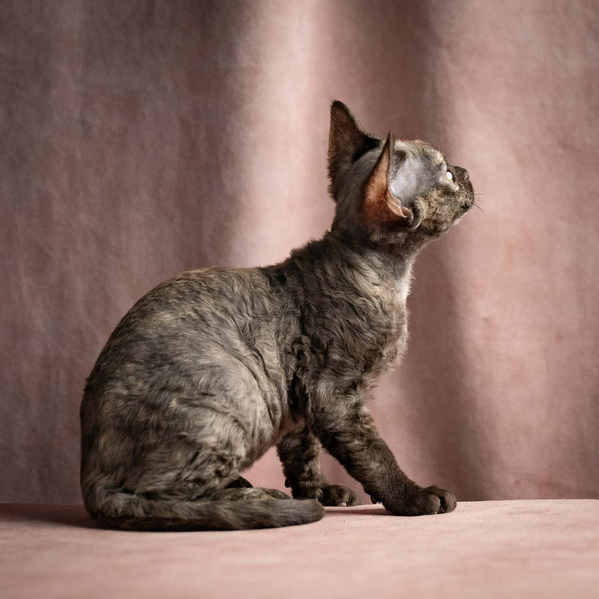 Olivia, girl, born 02.08.26. Devon Rex Pixie Cattery