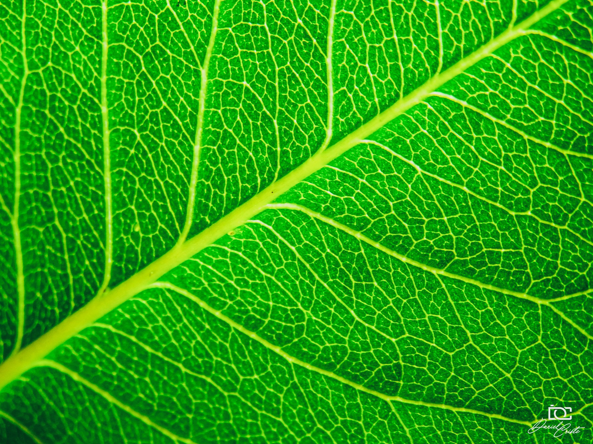 Peisaj /natura. Daniel Criste Fotograf