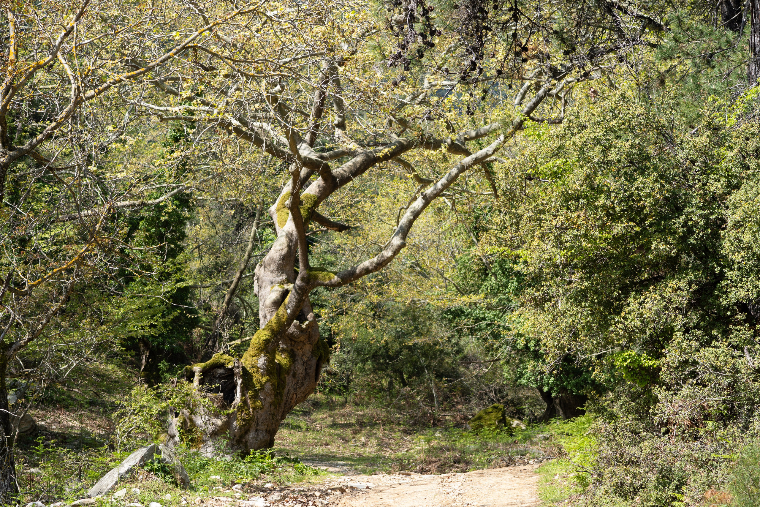 Thasos 2025. Fotografiideplacere.net