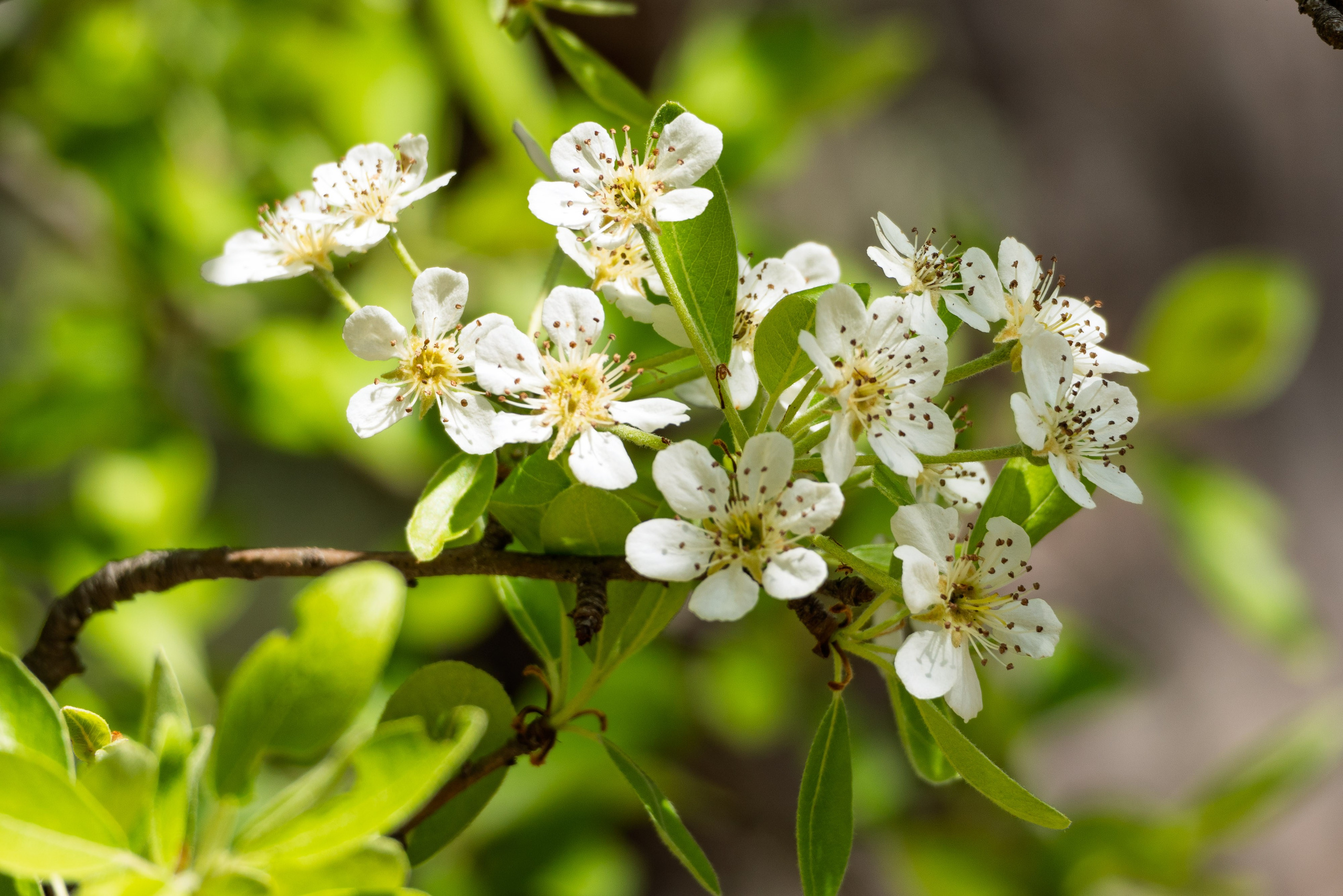Thasos 2025. Fotografiideplacere.net
