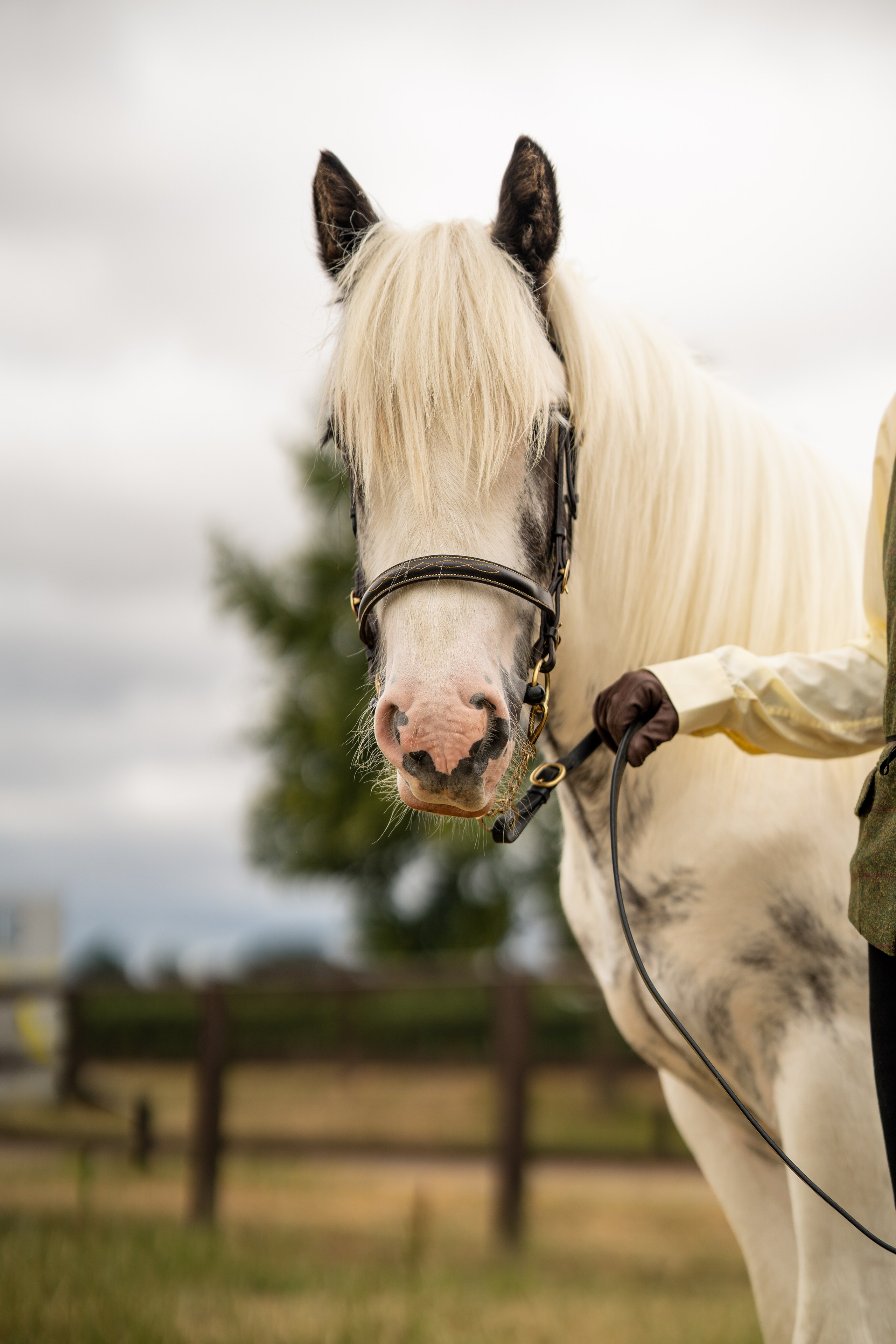 Show Jumping Photography in Leicestershire | Equine Action Shots by El. Leicestershire Equine Photography by El | Authentic Equine Portraits & Events
