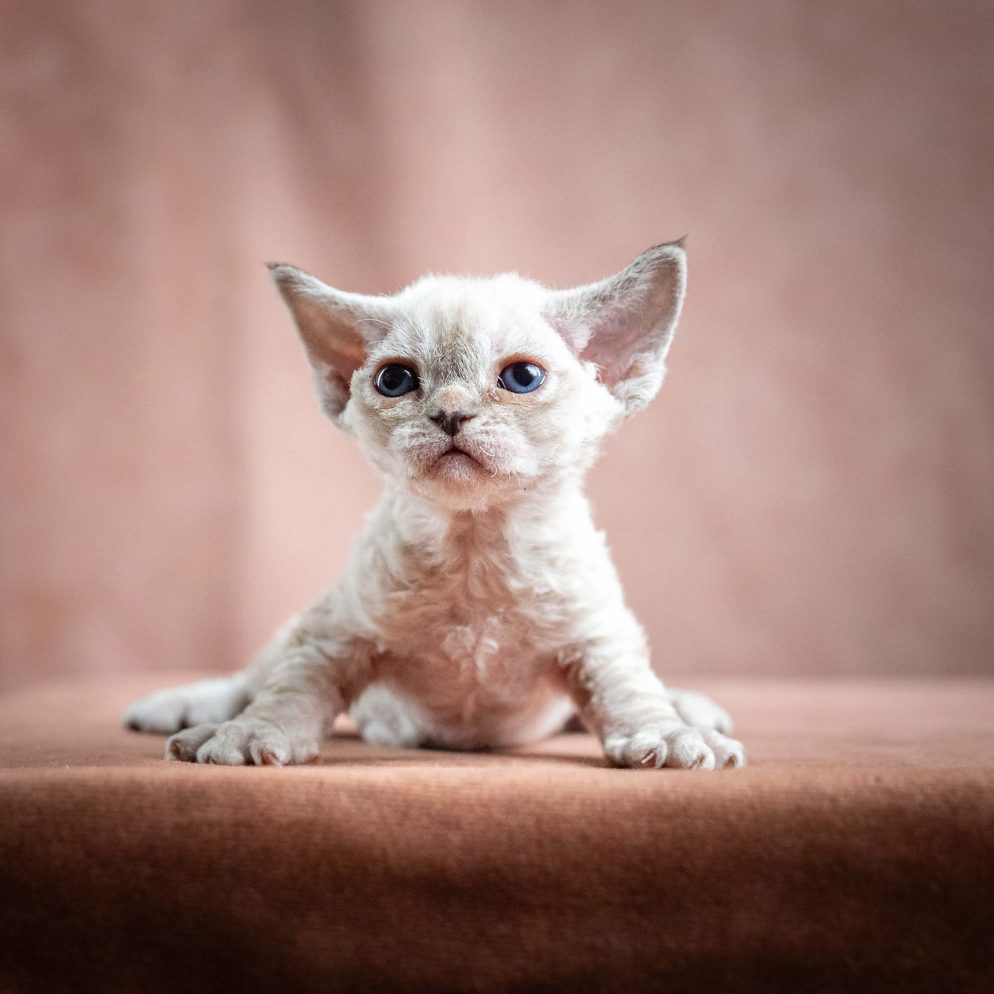 Nessa, girl, born 01.17.26. Devon Rex Pixie Cattery