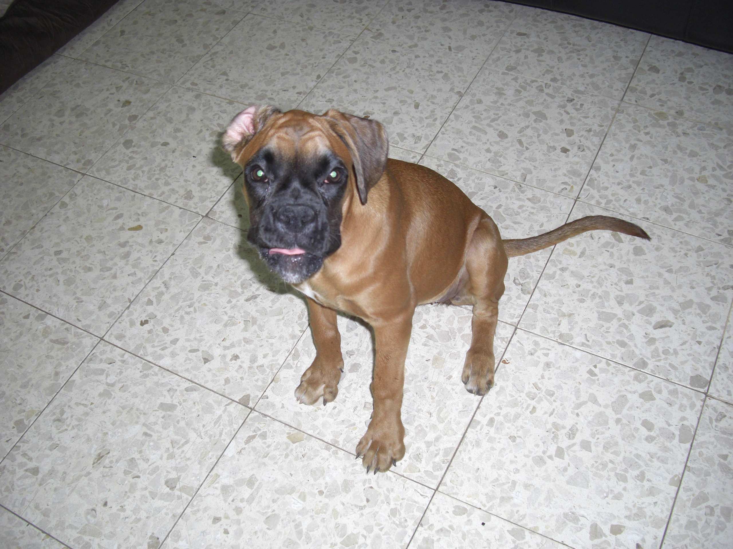 My ״Star״ Boxer Dog