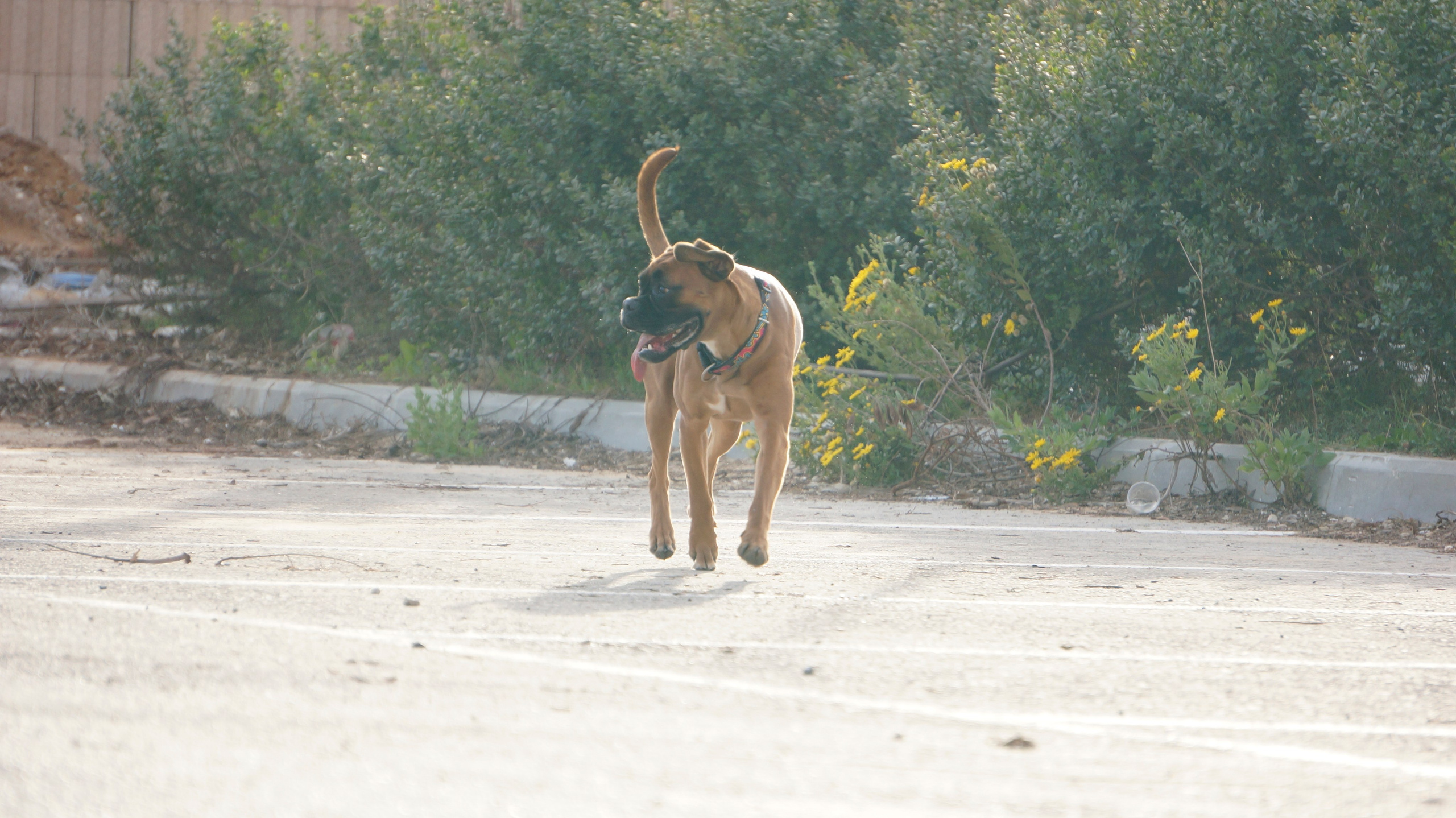 My ״Star״ Boxer Dog