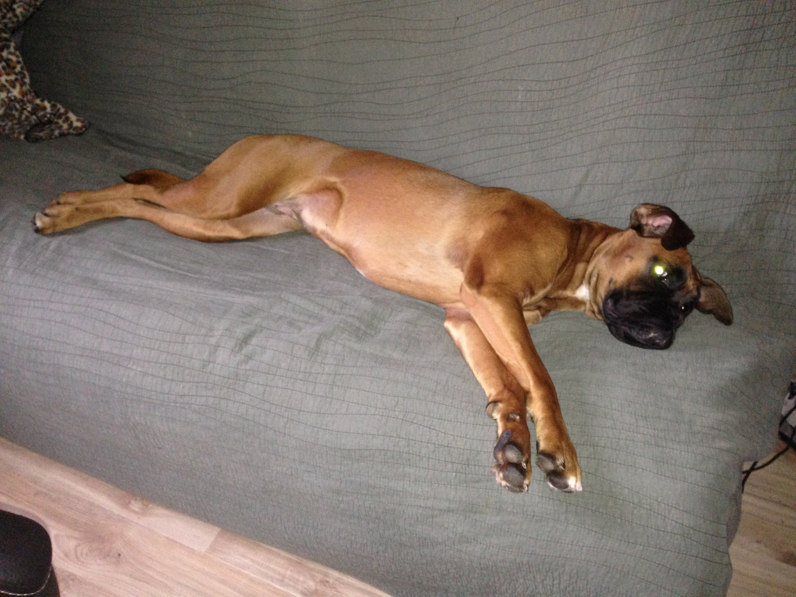 My ״Star״ Boxer Dog