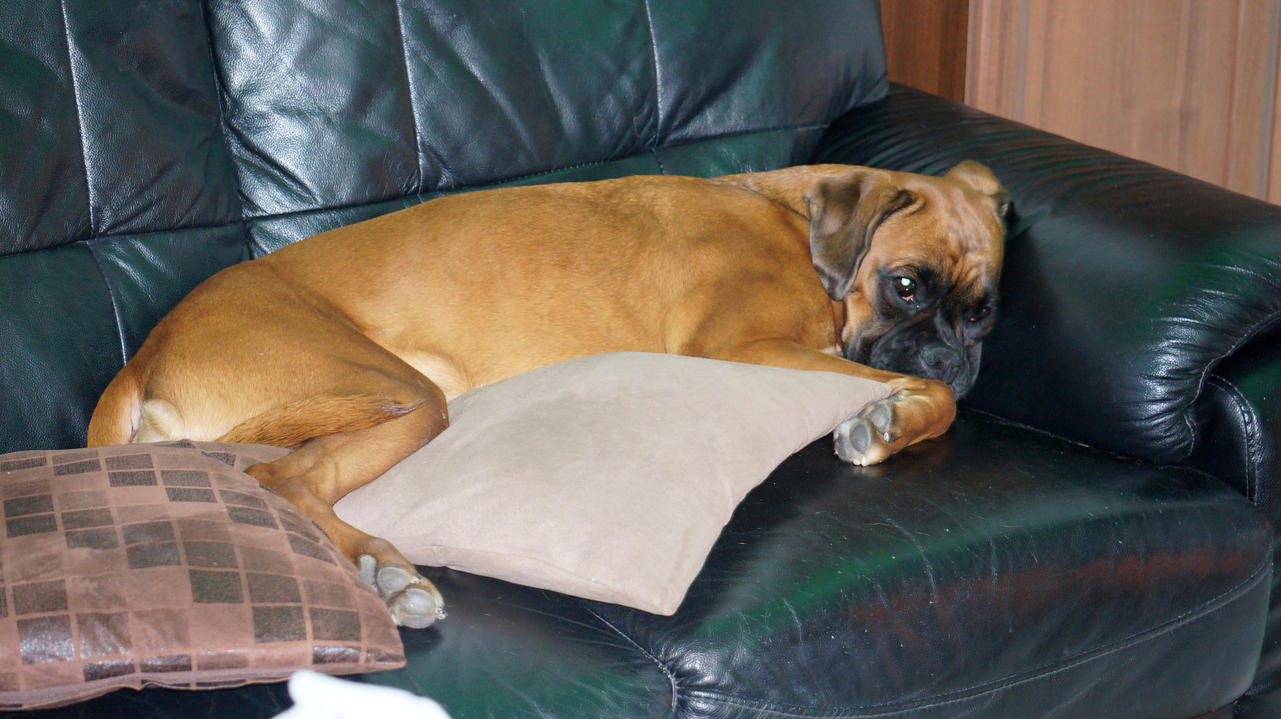 My ״Star״ Boxer Dog