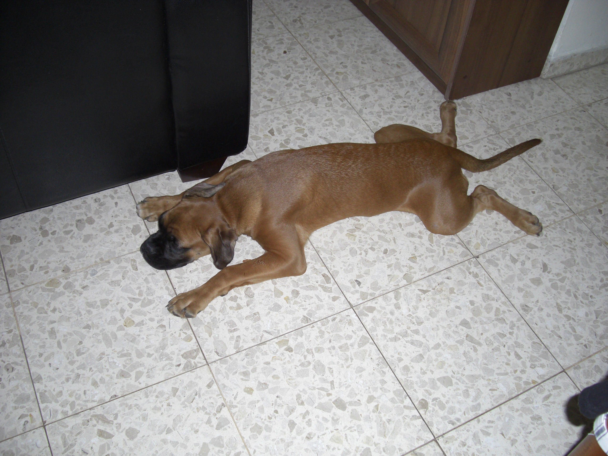 My ״Star״ Boxer Dog