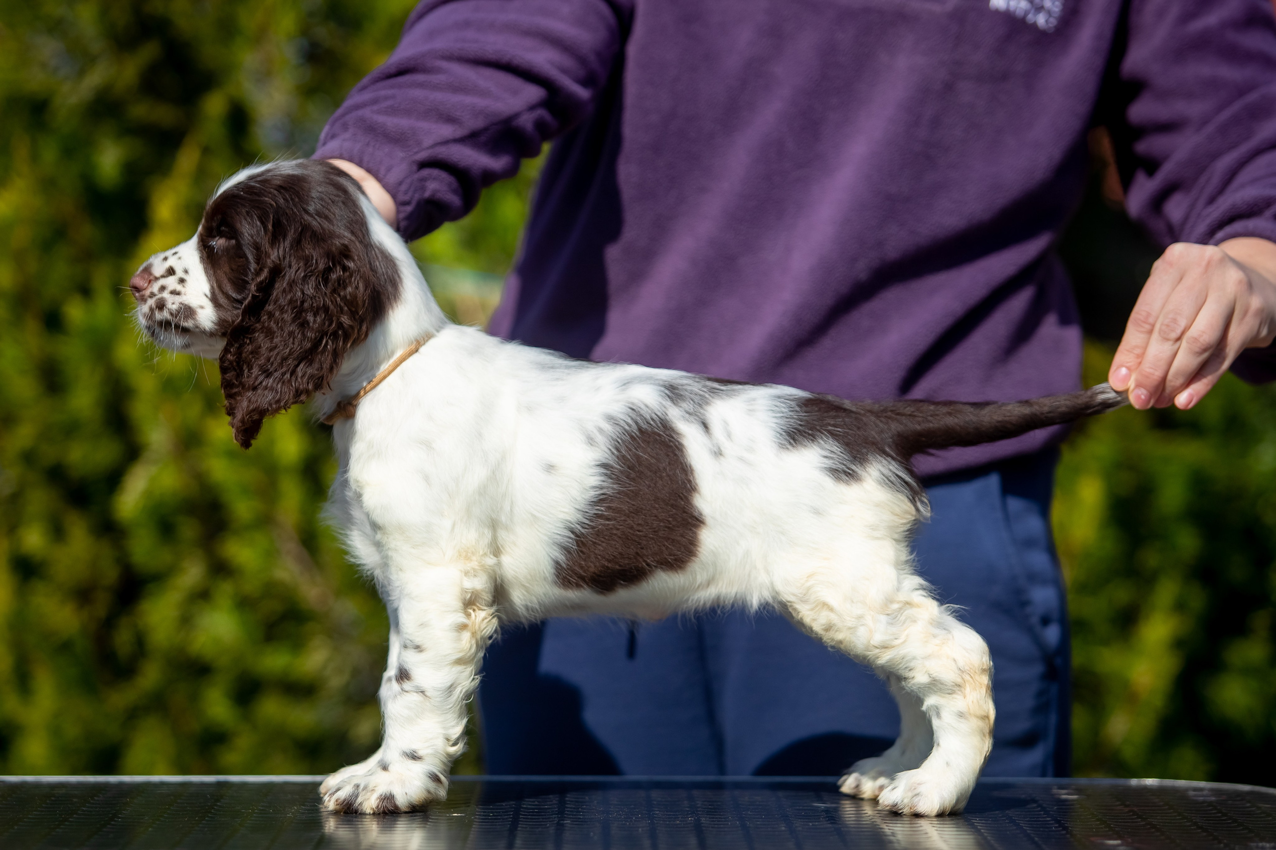 Female — Grey collar 🩶. Website of the titled stud dog of the Springer Spaniel breed