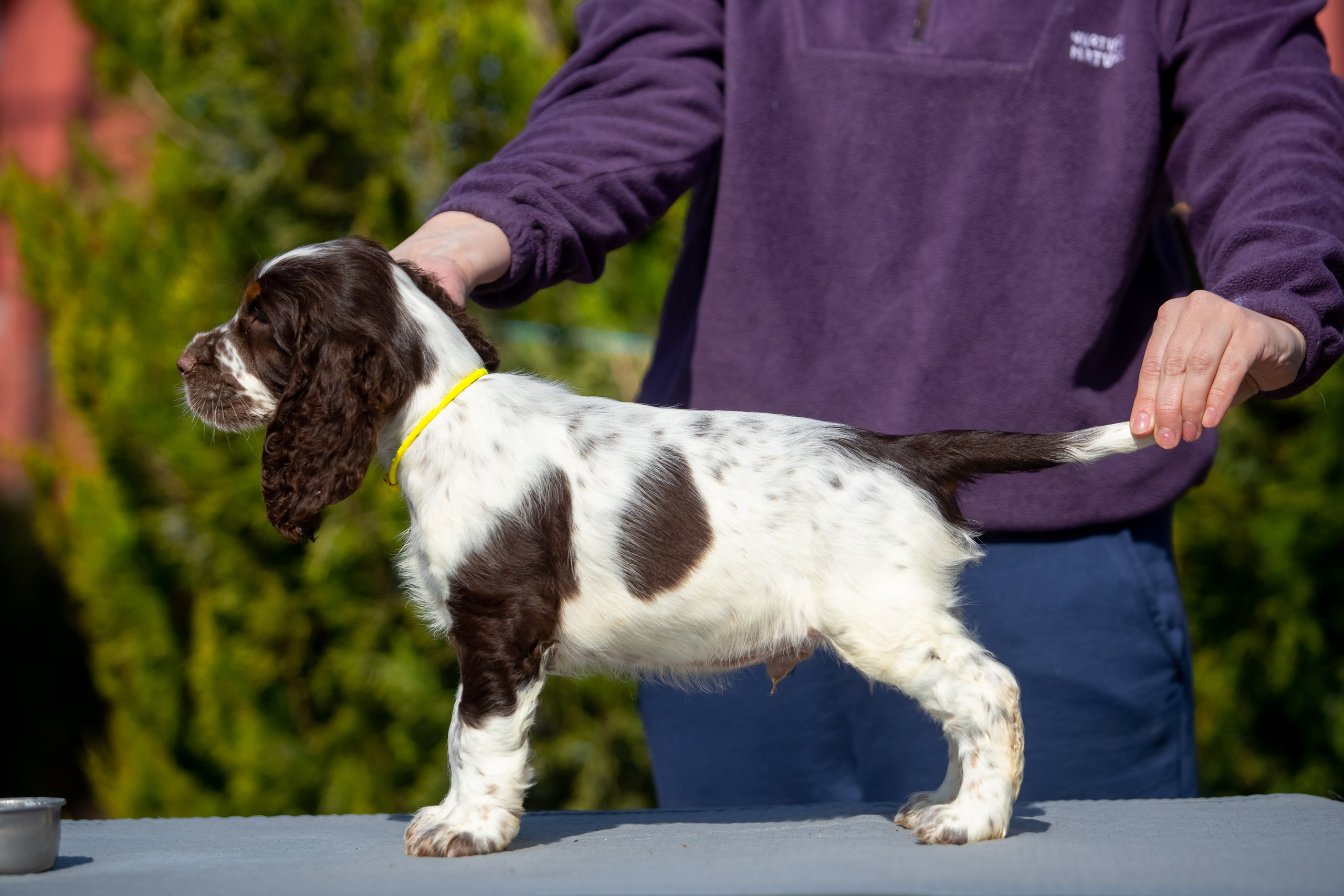 Male — Yellow collar 💛. Website of the titled stud dog of the Springer Spaniel breed